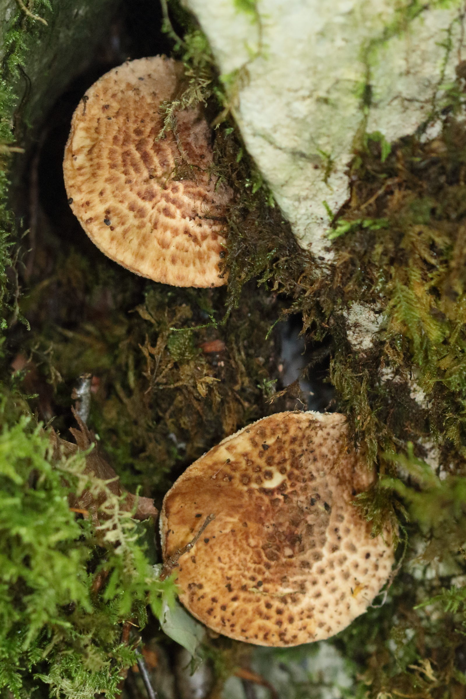 Afficher le média echinoderma_asperum1md echinoderma_asperum1md