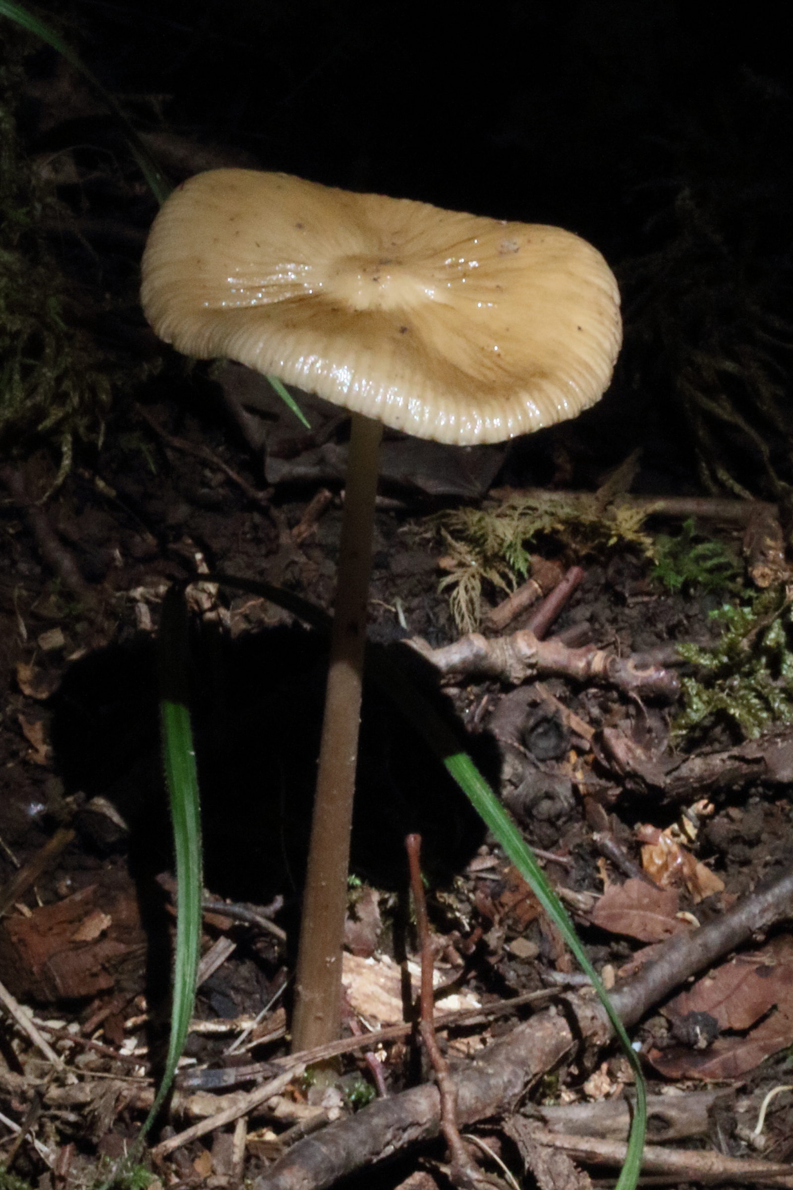 Afficher le média hymenopellis_radicata1md hymenopellis_radicata1md