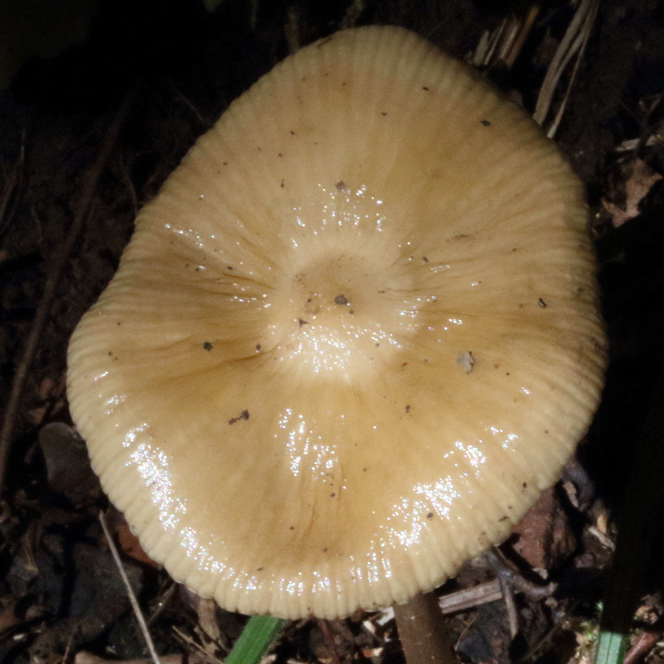 Afficher le média hymenopellis_radicata2md hymenopellis_radicata2md