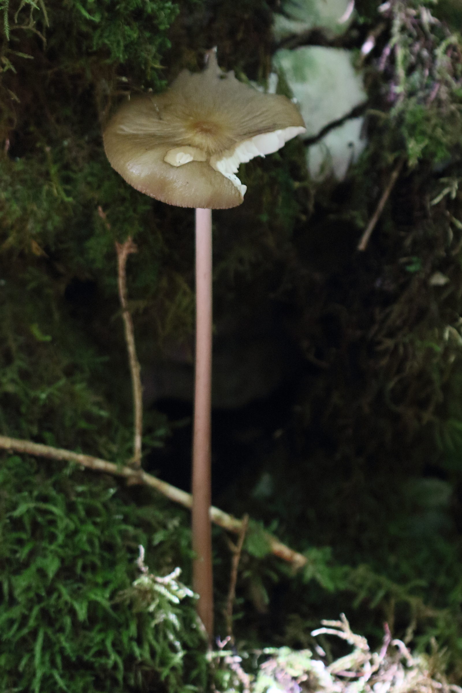 Afficher le média hymenopellis_radicata3md hymenopellis_radicata3md