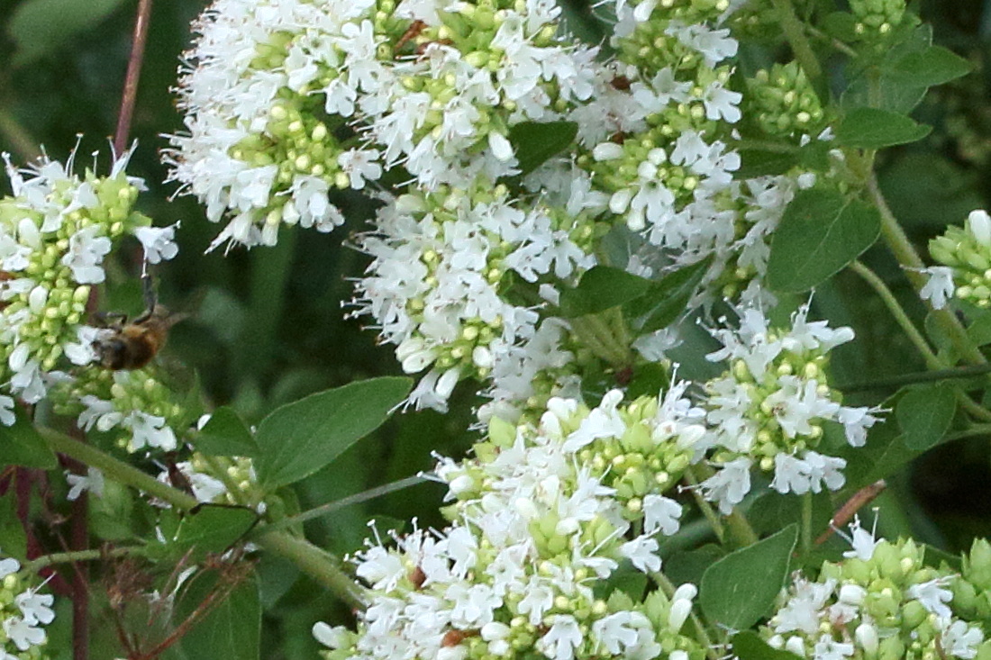 origanum_vulgare5md