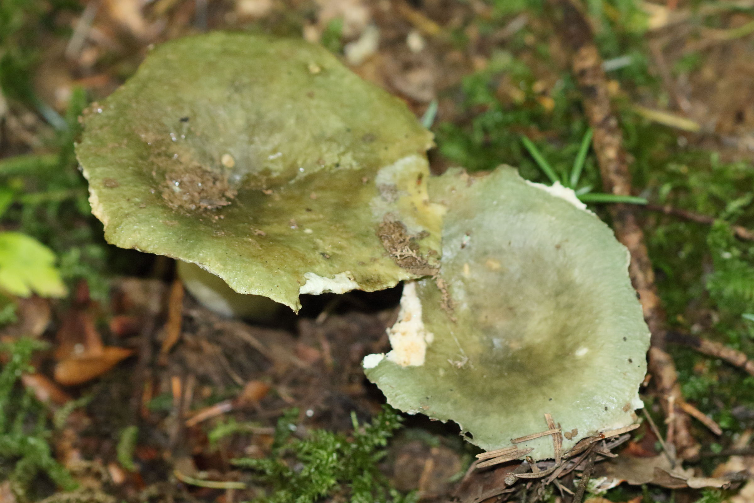 Afficher le média russula_cyanoxantha1md russula_cyanoxantha1md