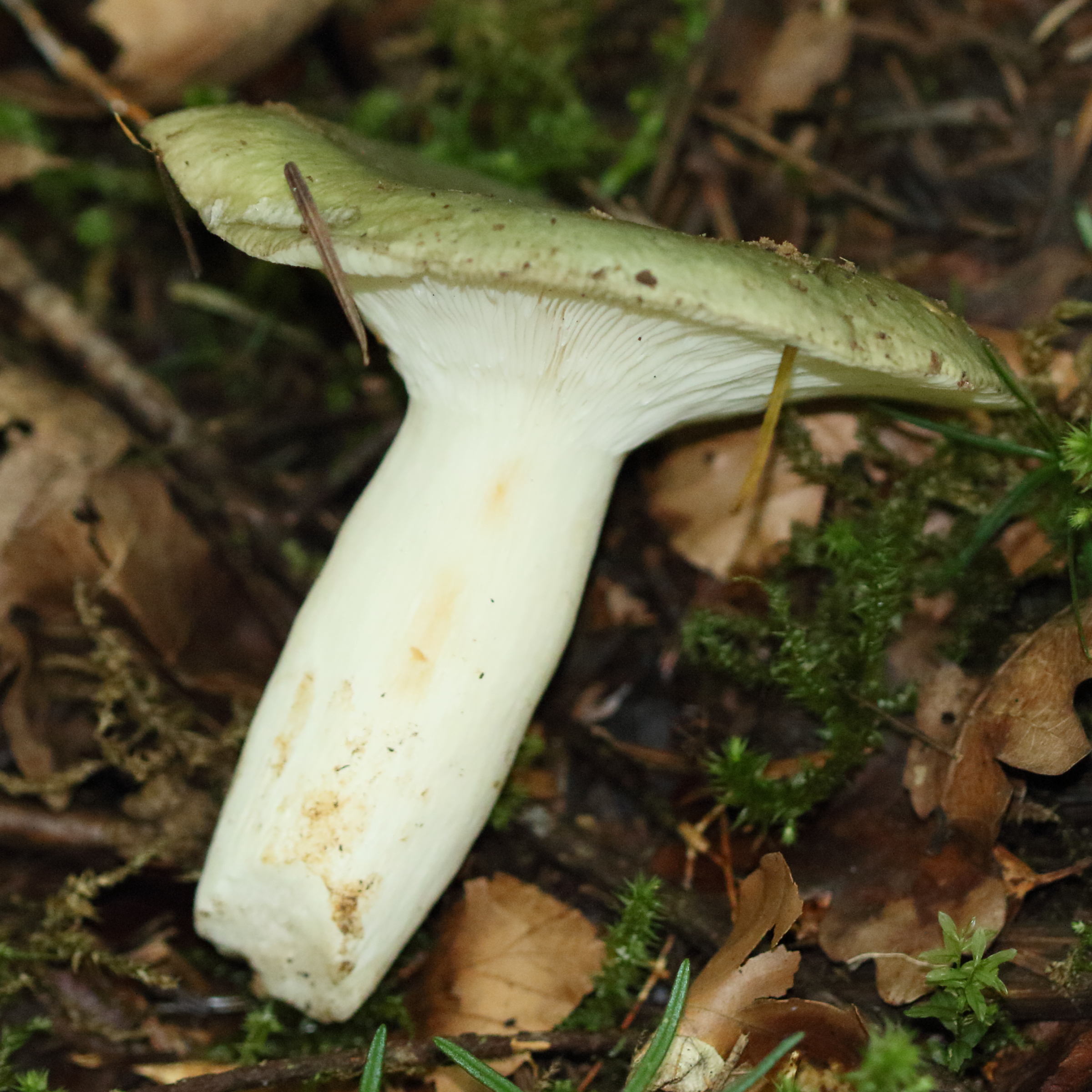 Afficher le média russula_cyanoxantha2md russula_cyanoxantha2md