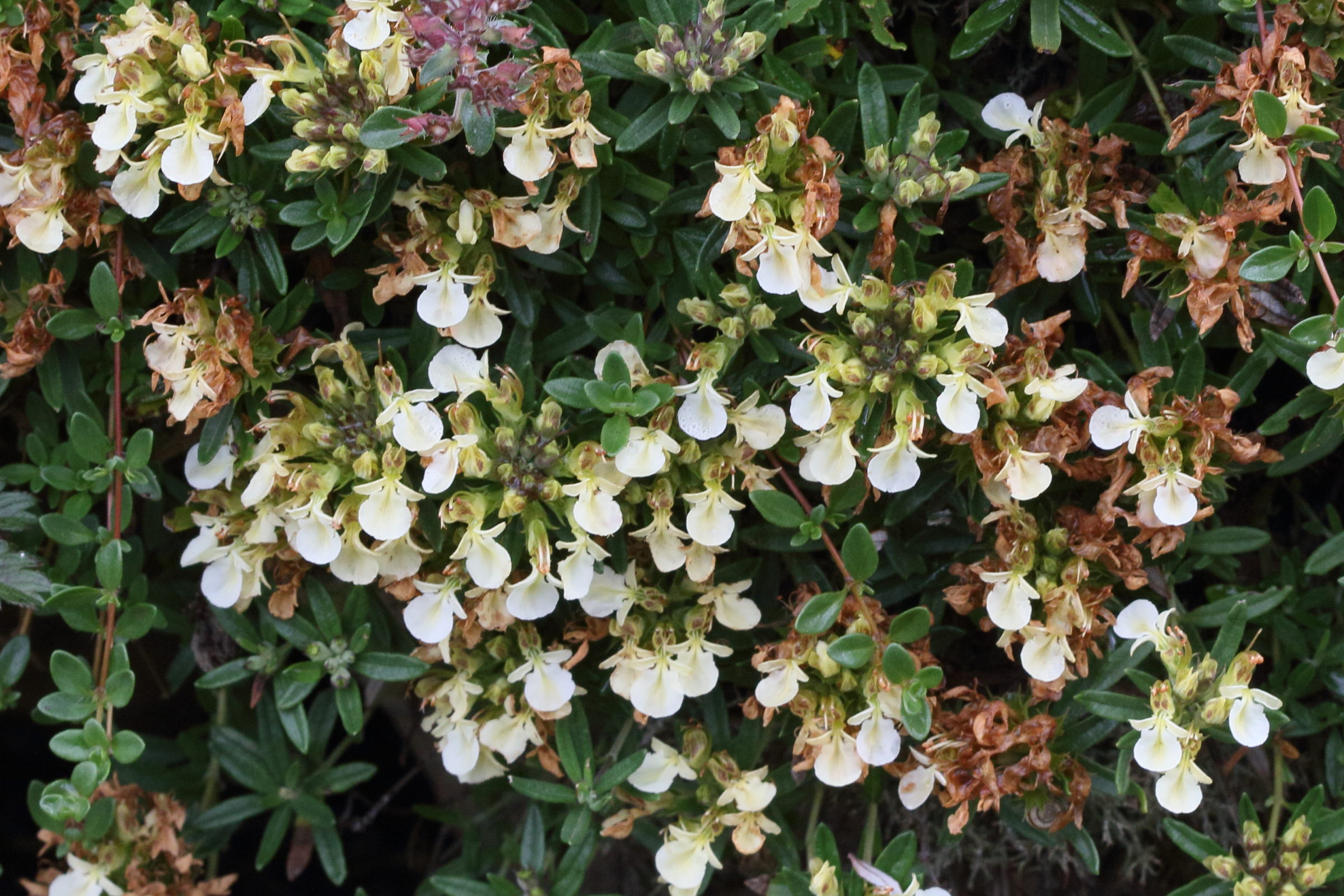Afficher le média teucrium_montanum5md teucrium_montanum5md