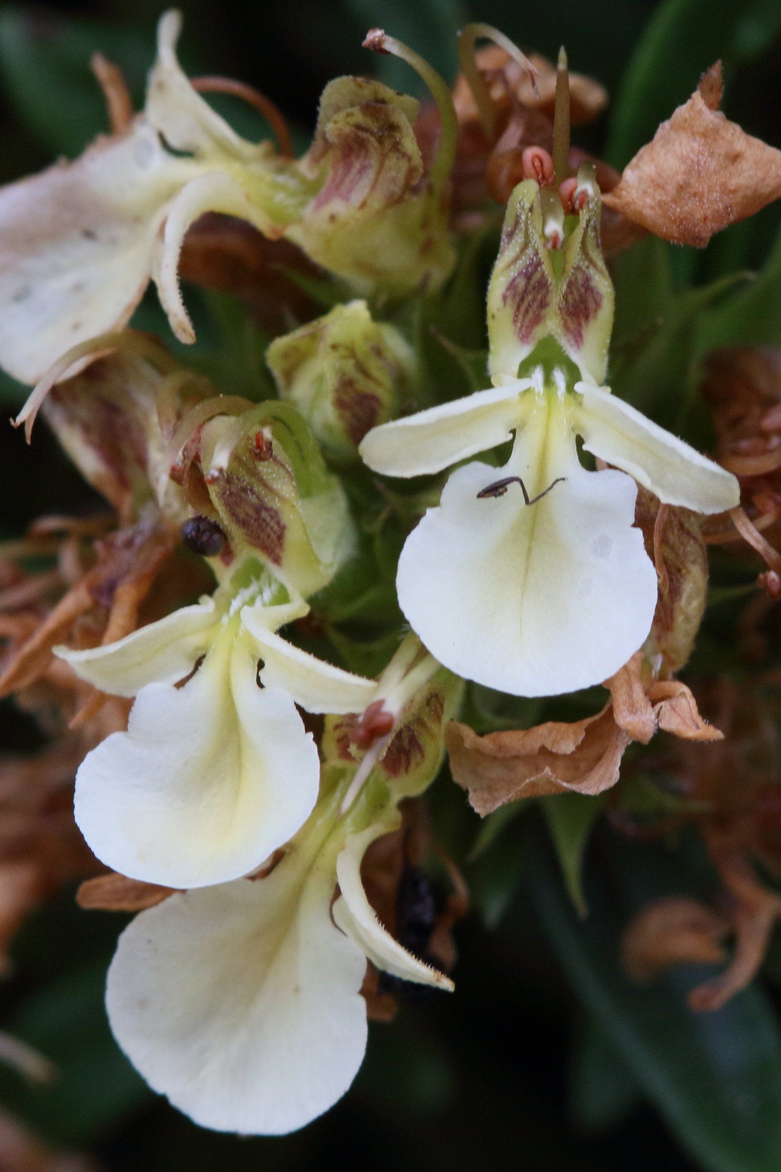 Afficher le média teucrium_montanum6md teucrium_montanum6md