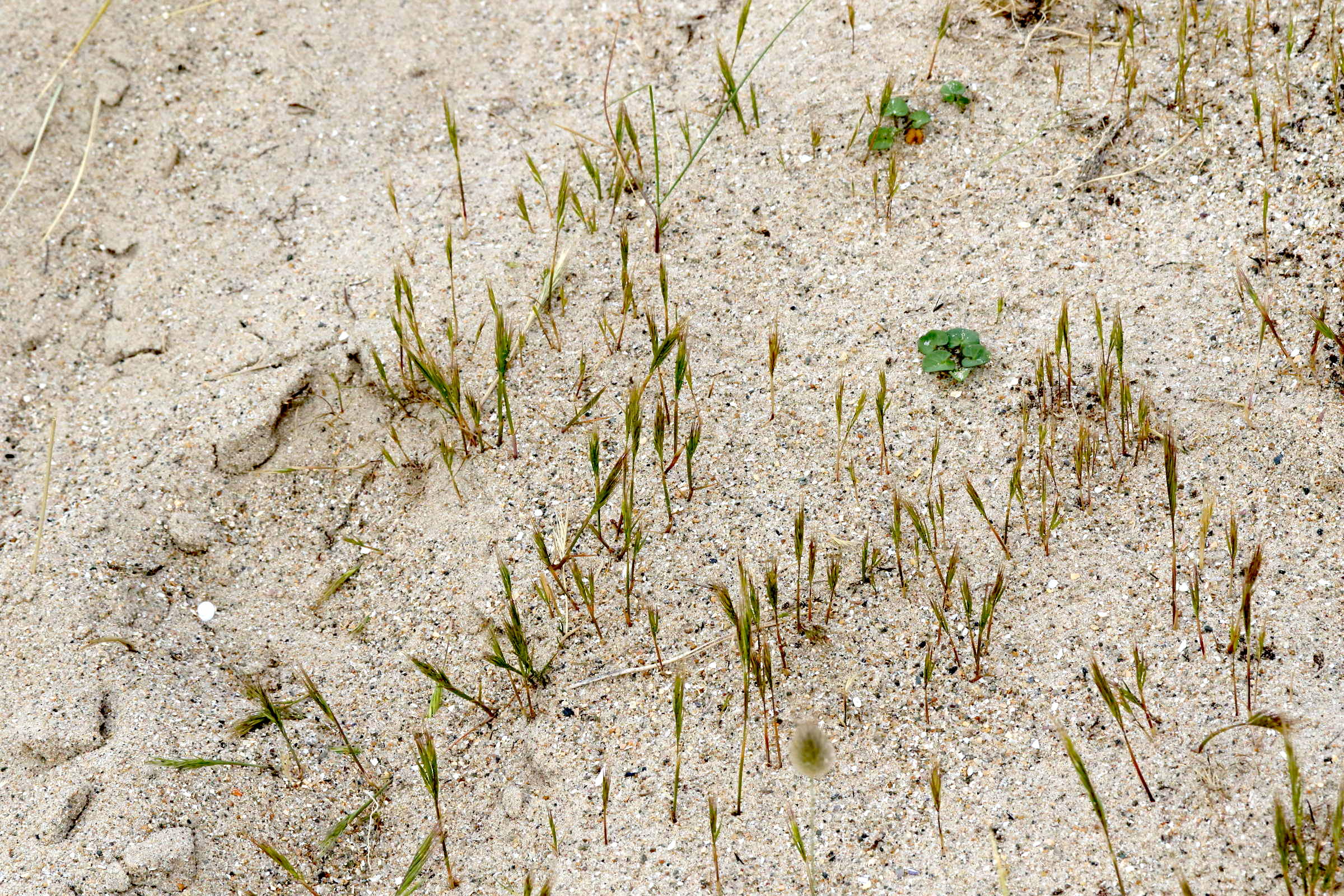 Afficher le média vulpia_bromoides1md vulpia_bromoides1md