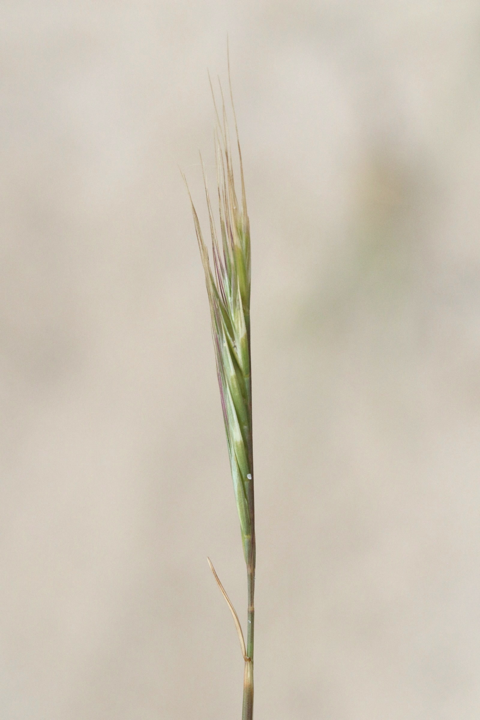 Afficher le média vulpia_bromoides3md vulpia_bromoides3md