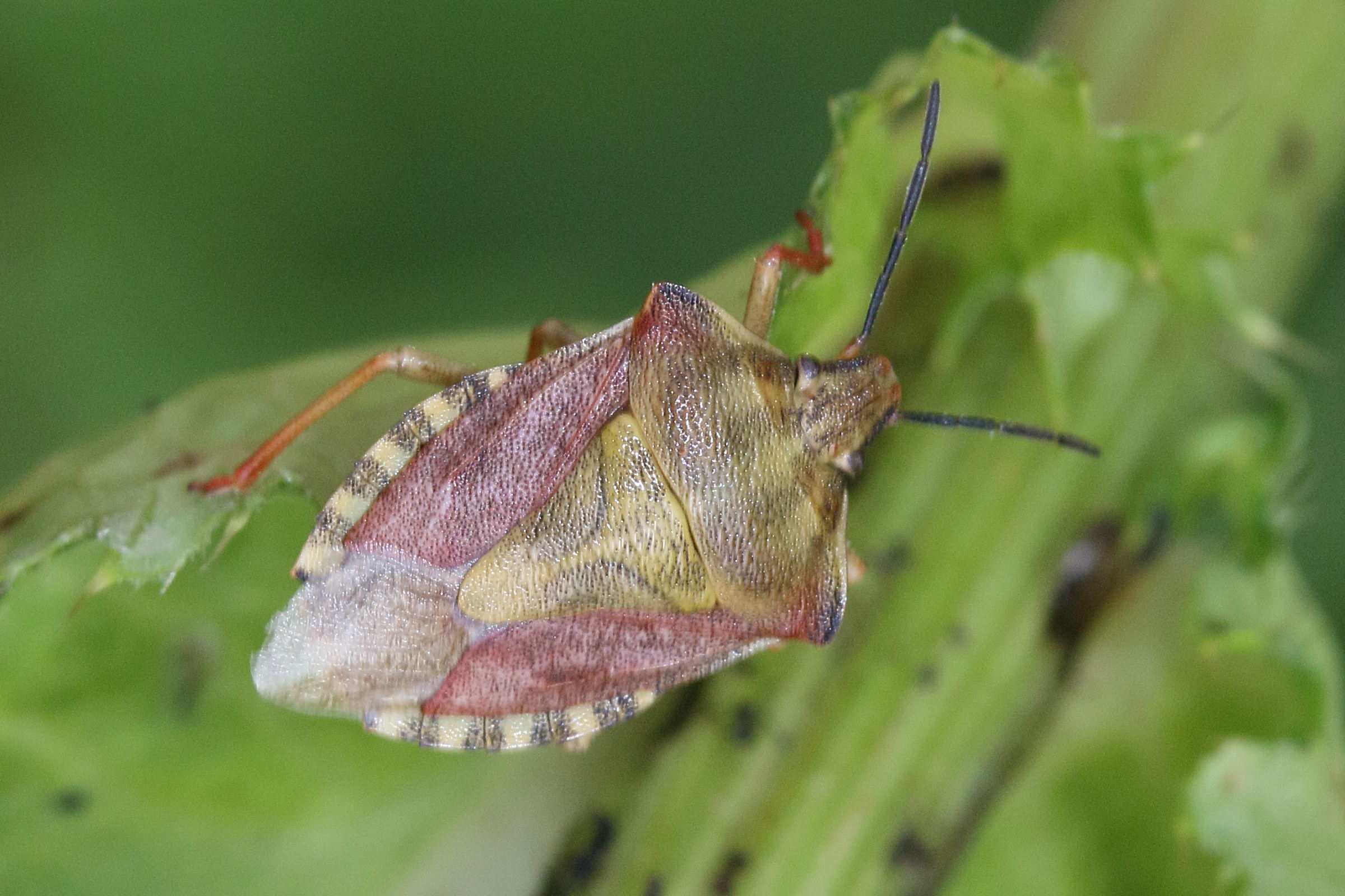 carpocoris_purpureipennis1md