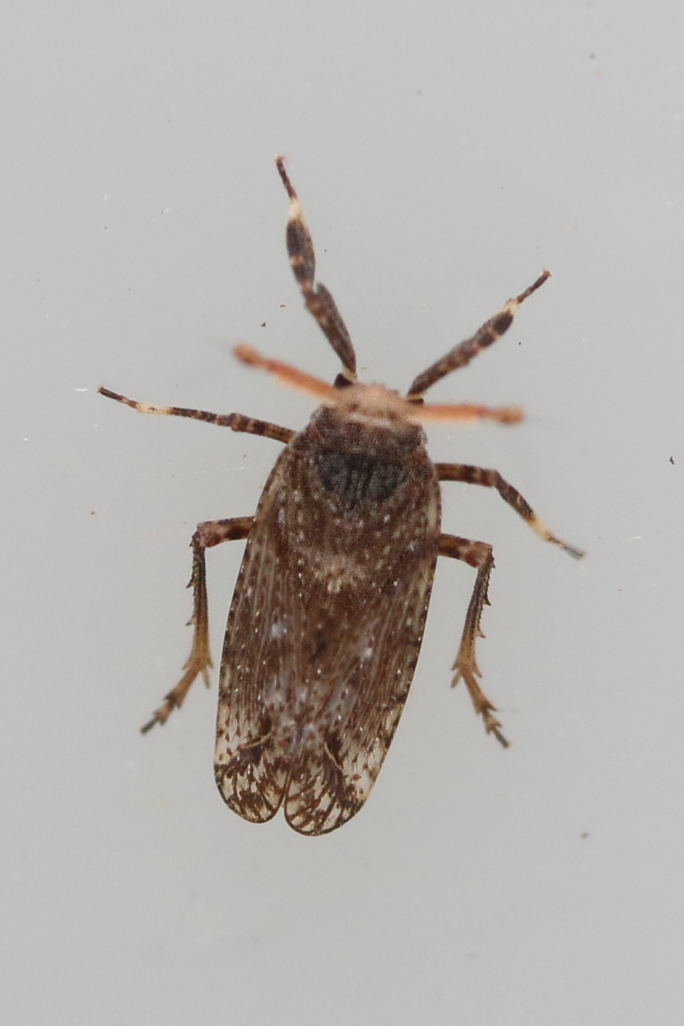 asiraca_clavicornis1md