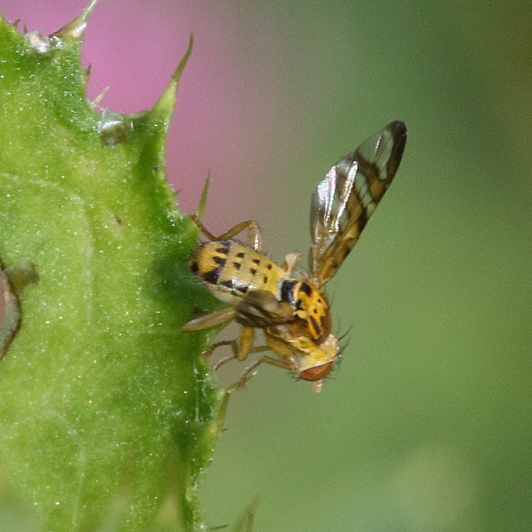 chaetostomella_cylindrica2md