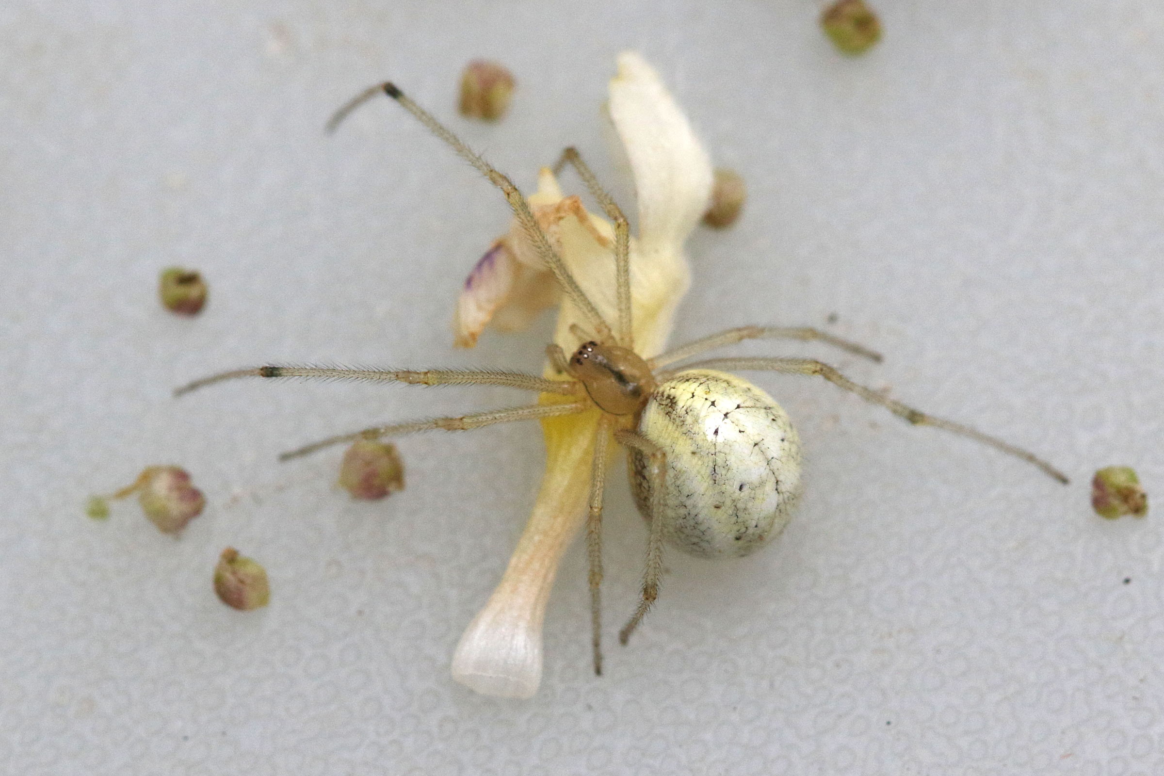 Afficher le média enoplognatha_ovata-latimana5md enoplognatha_ovata-latimana5md