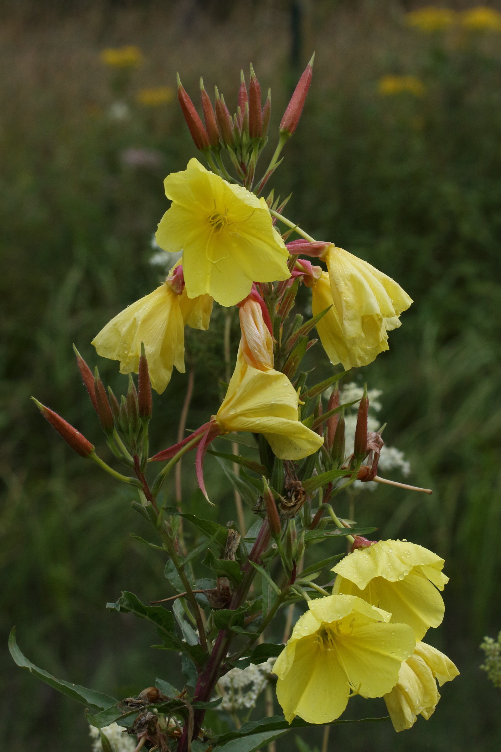 oenothera_glazioviana4md