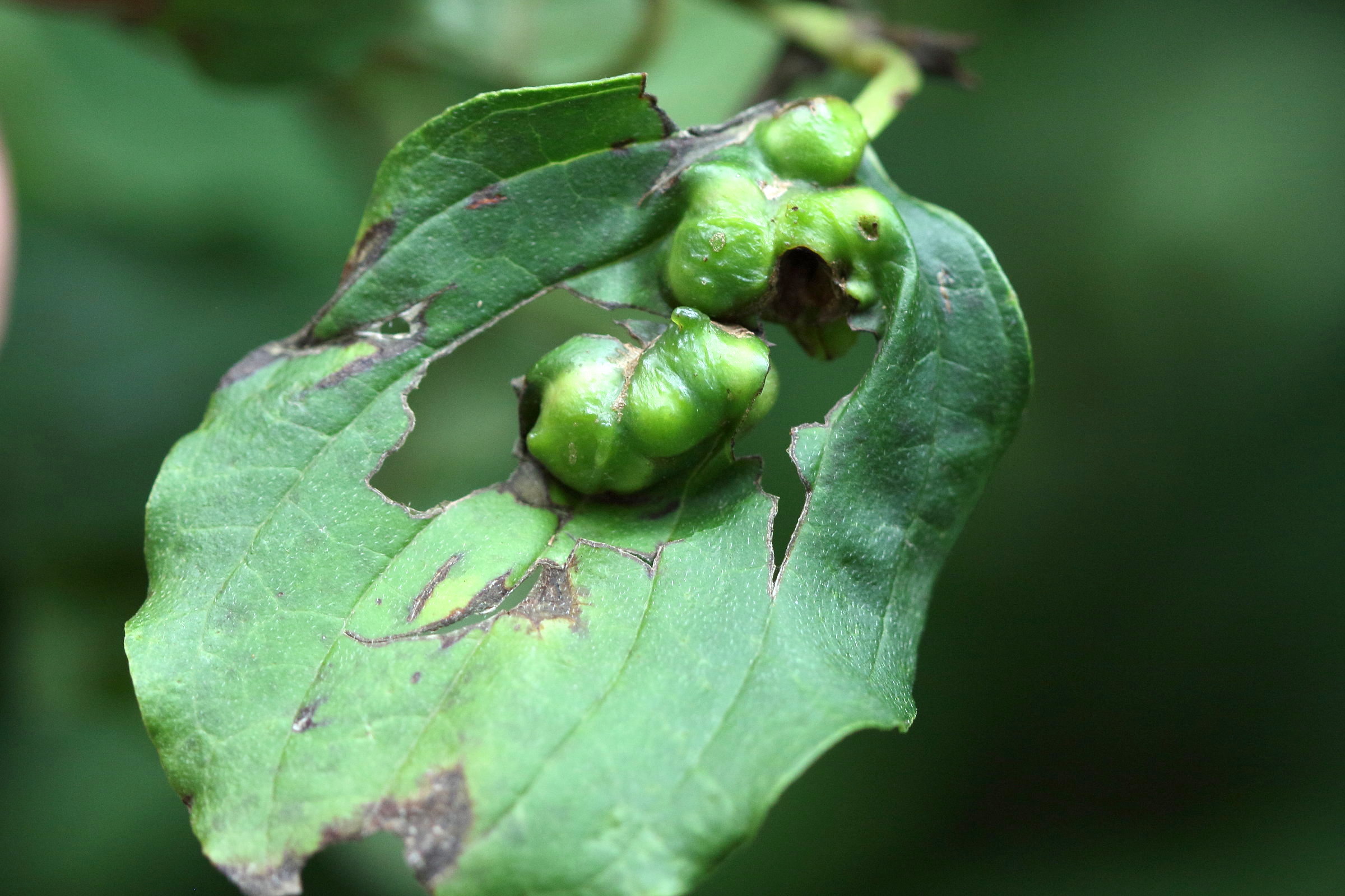 Afficher le média craneiobia_corni_galle1 craneiobia_corni_galle1