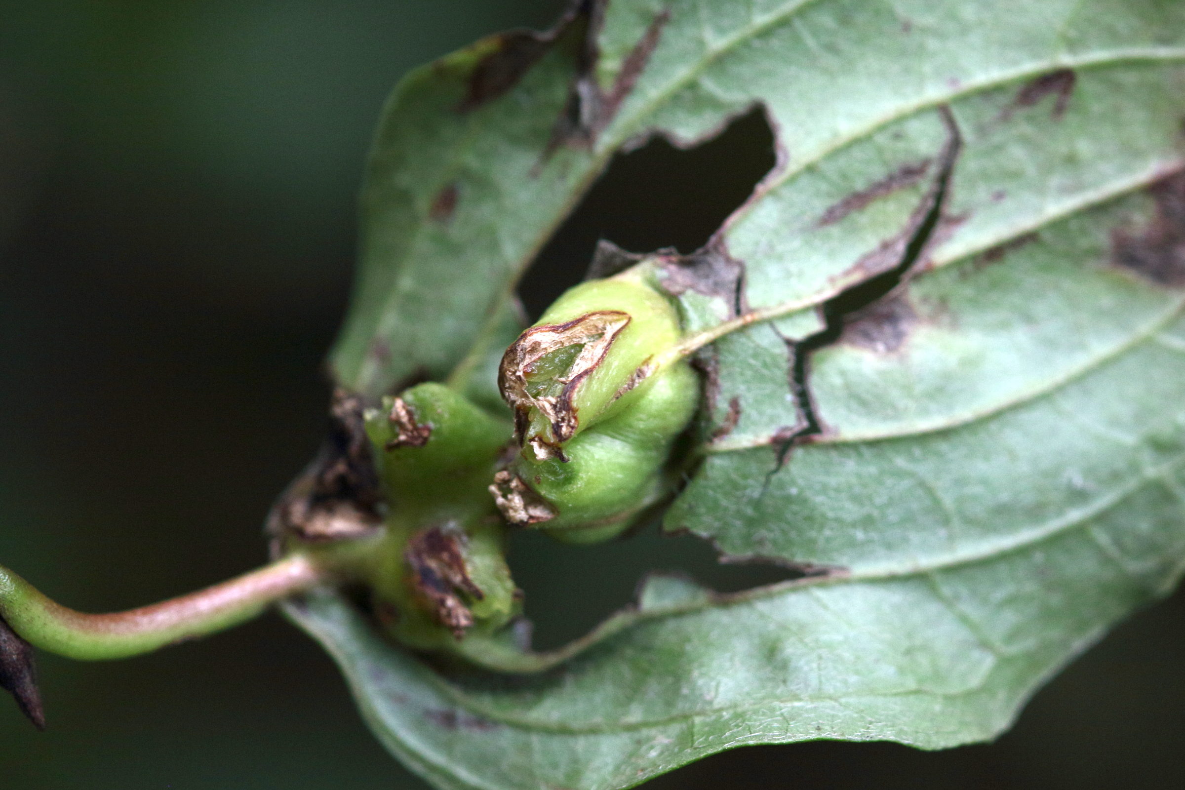 Afficher le média craneiobia_corni_galle2md craneiobia_corni_galle2md