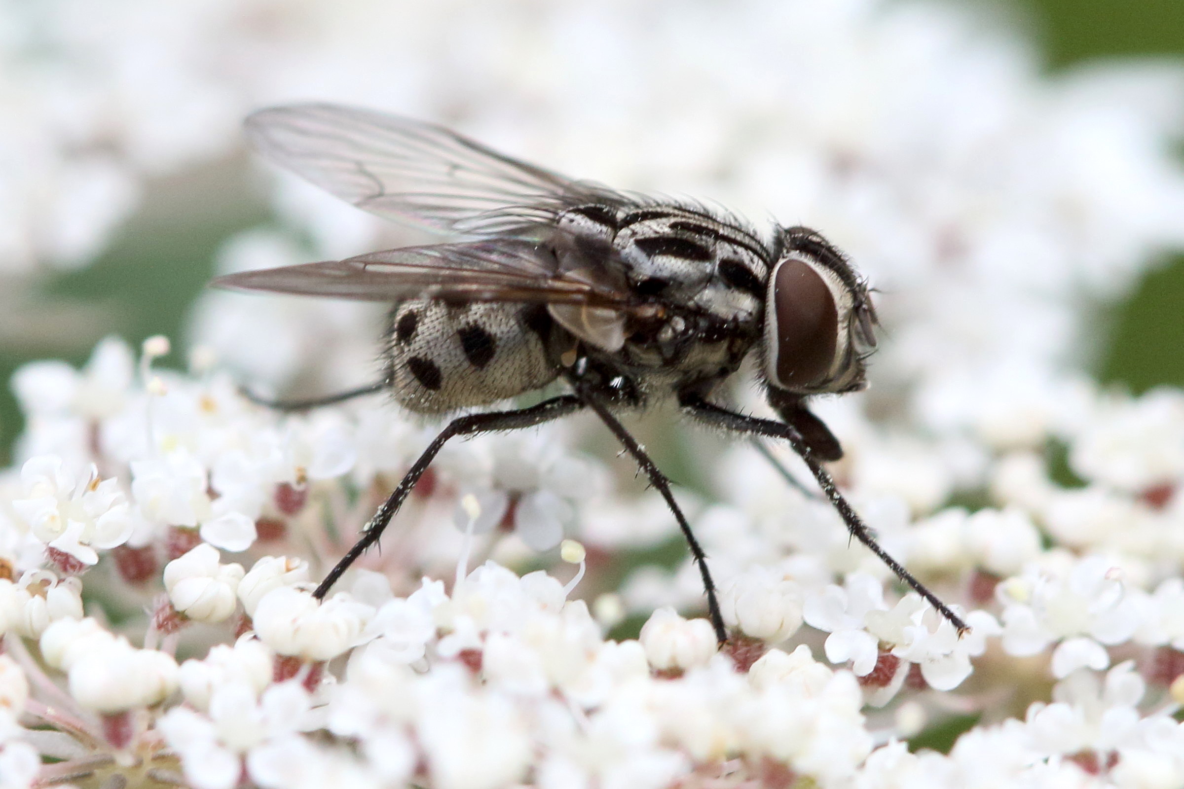 graphomya_maculata7md