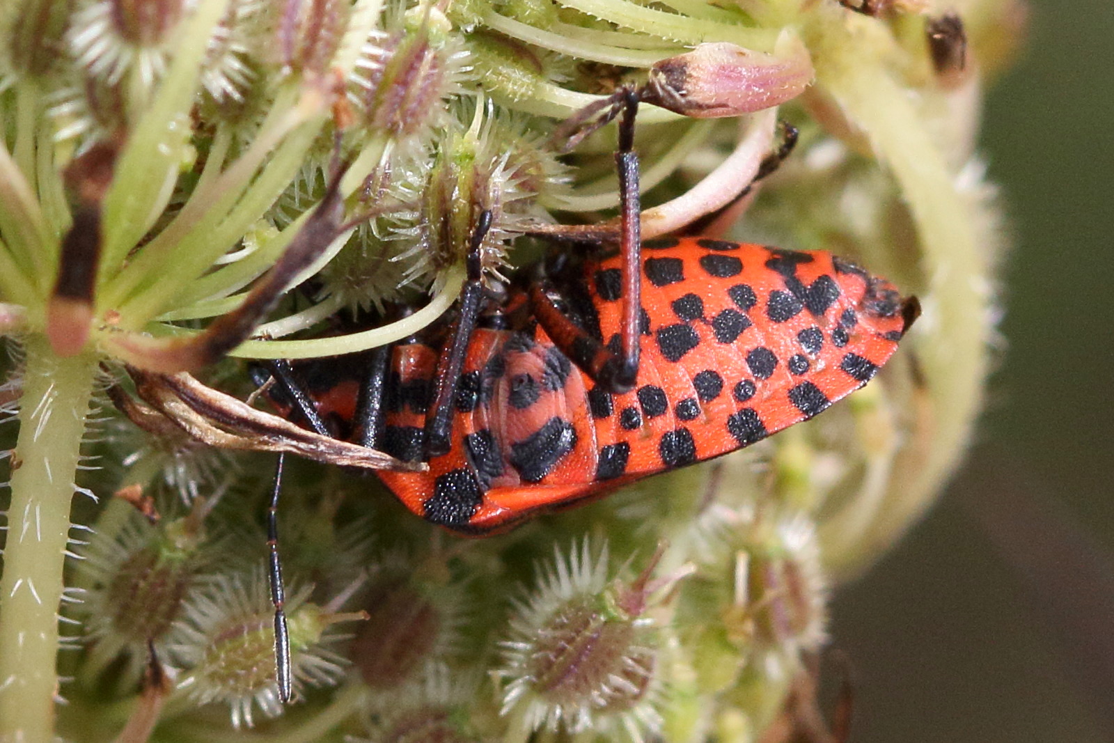graphosoma_italicum5md