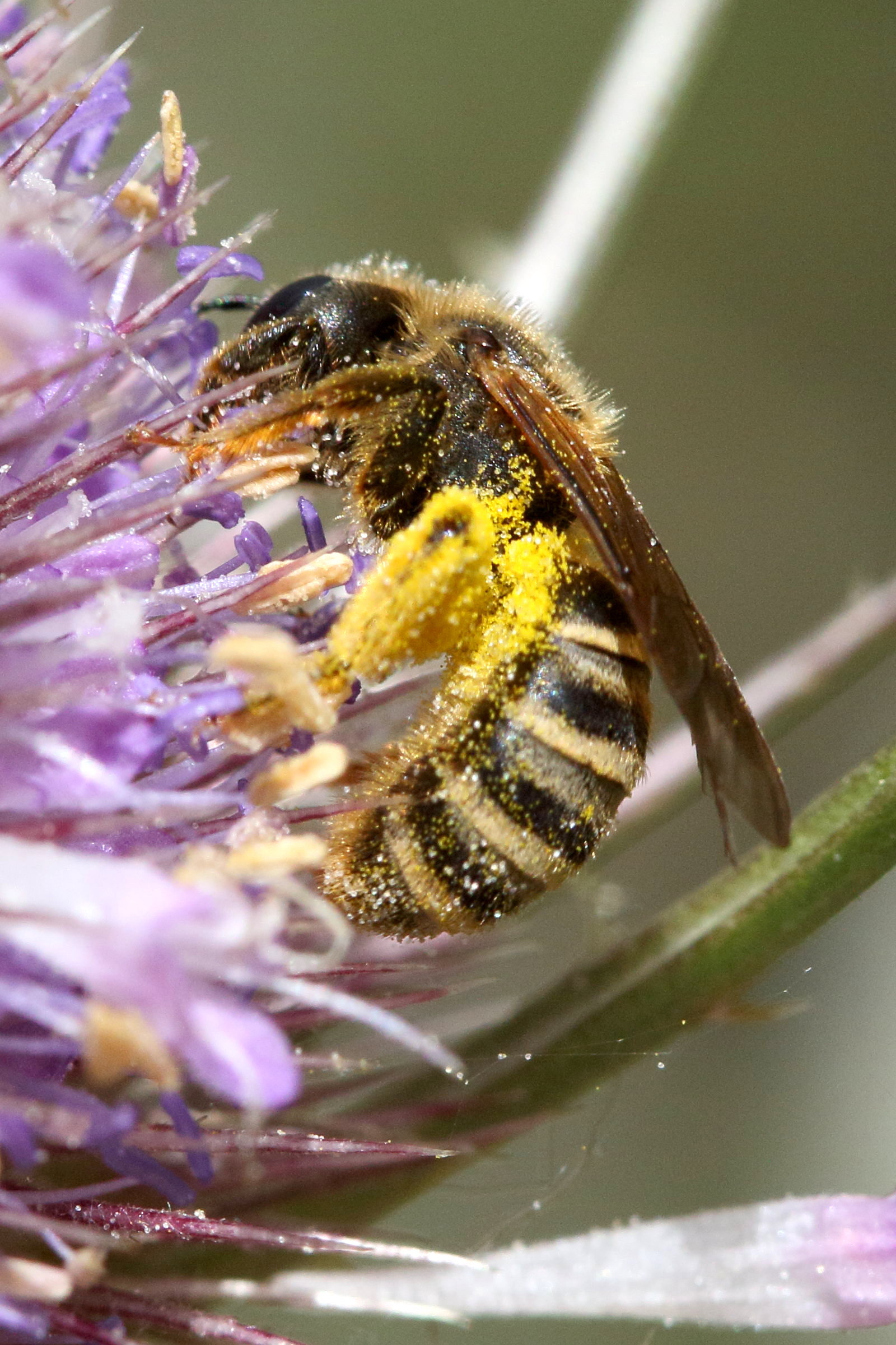 halictus_scabiosae6md