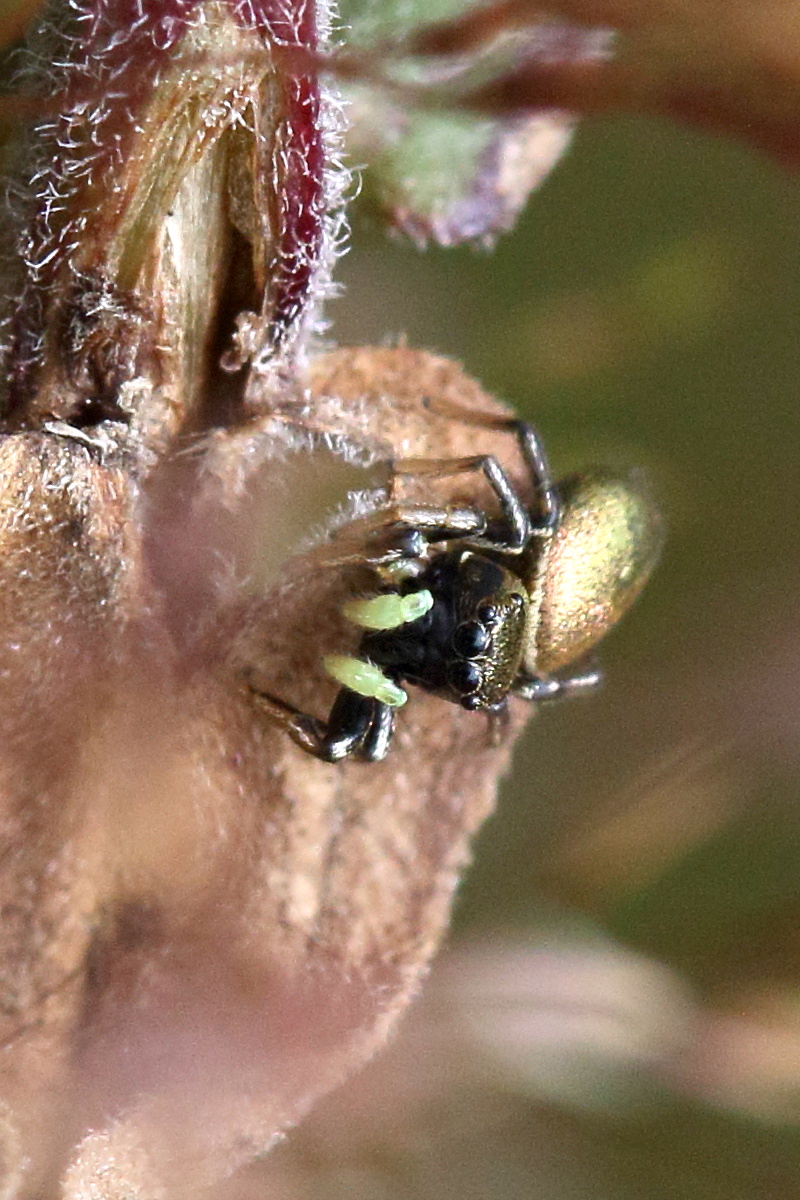 heliophanus_auratus2md