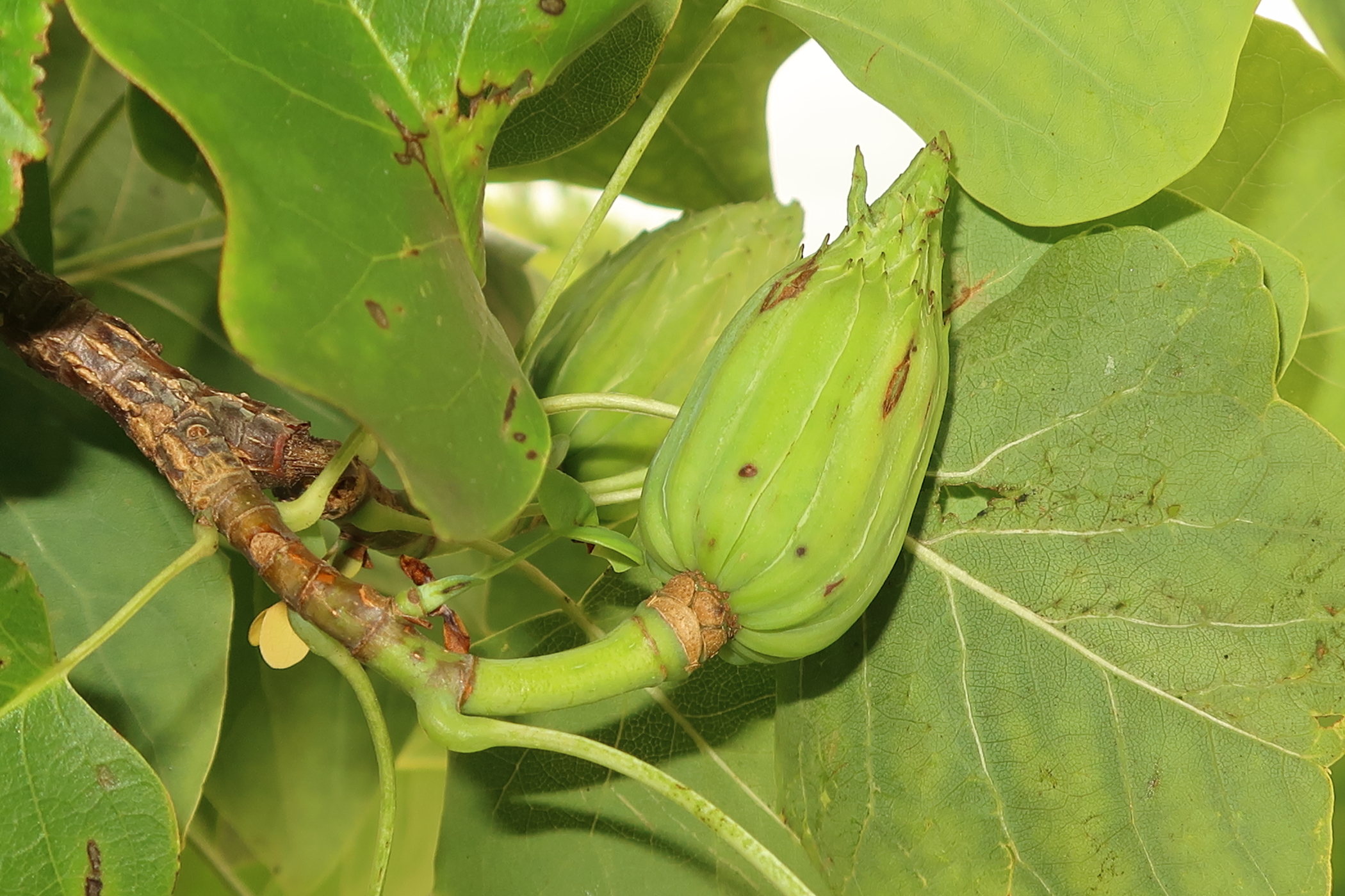 liriodendron_tulipifera9md