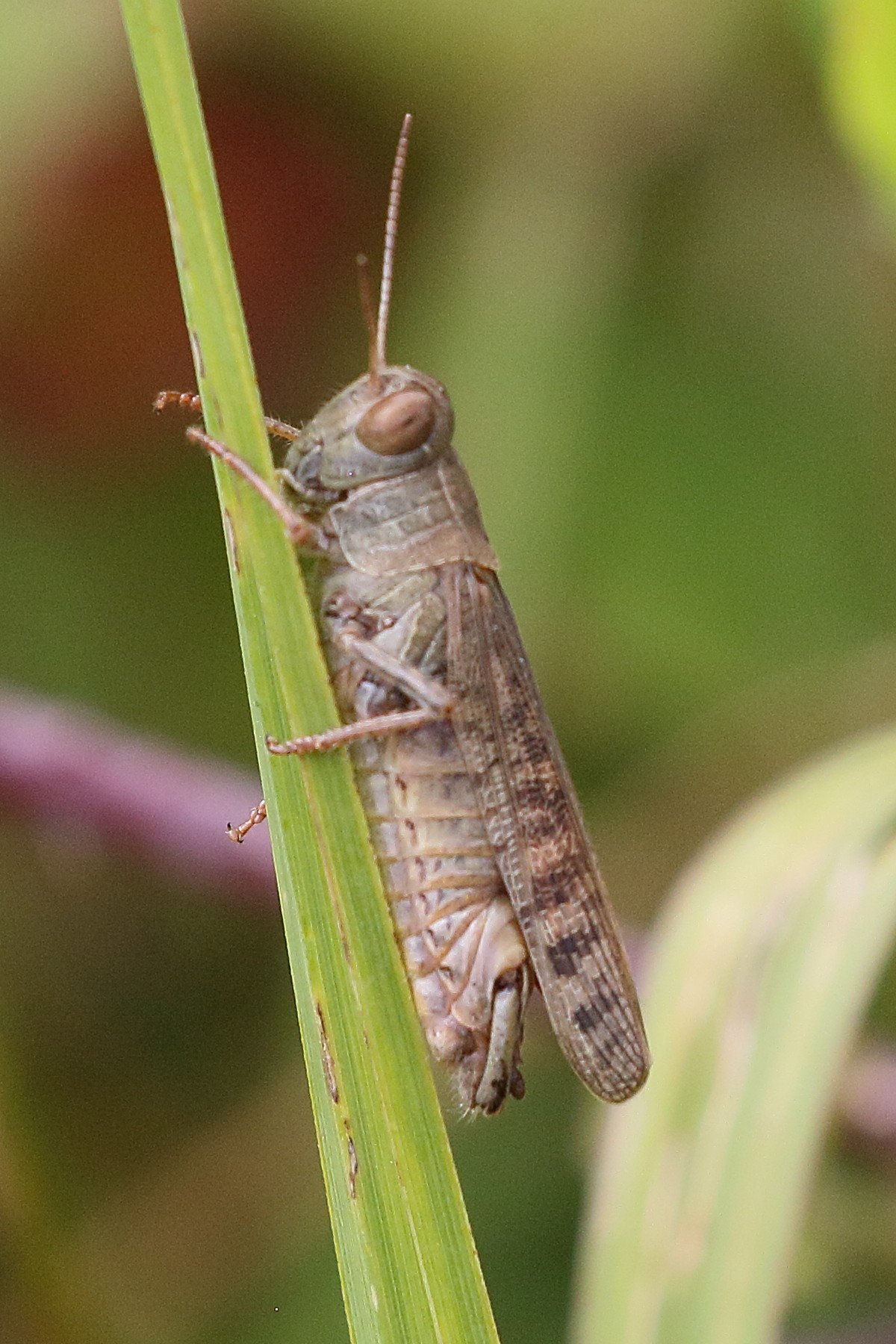 calliptamus_italicus4bd