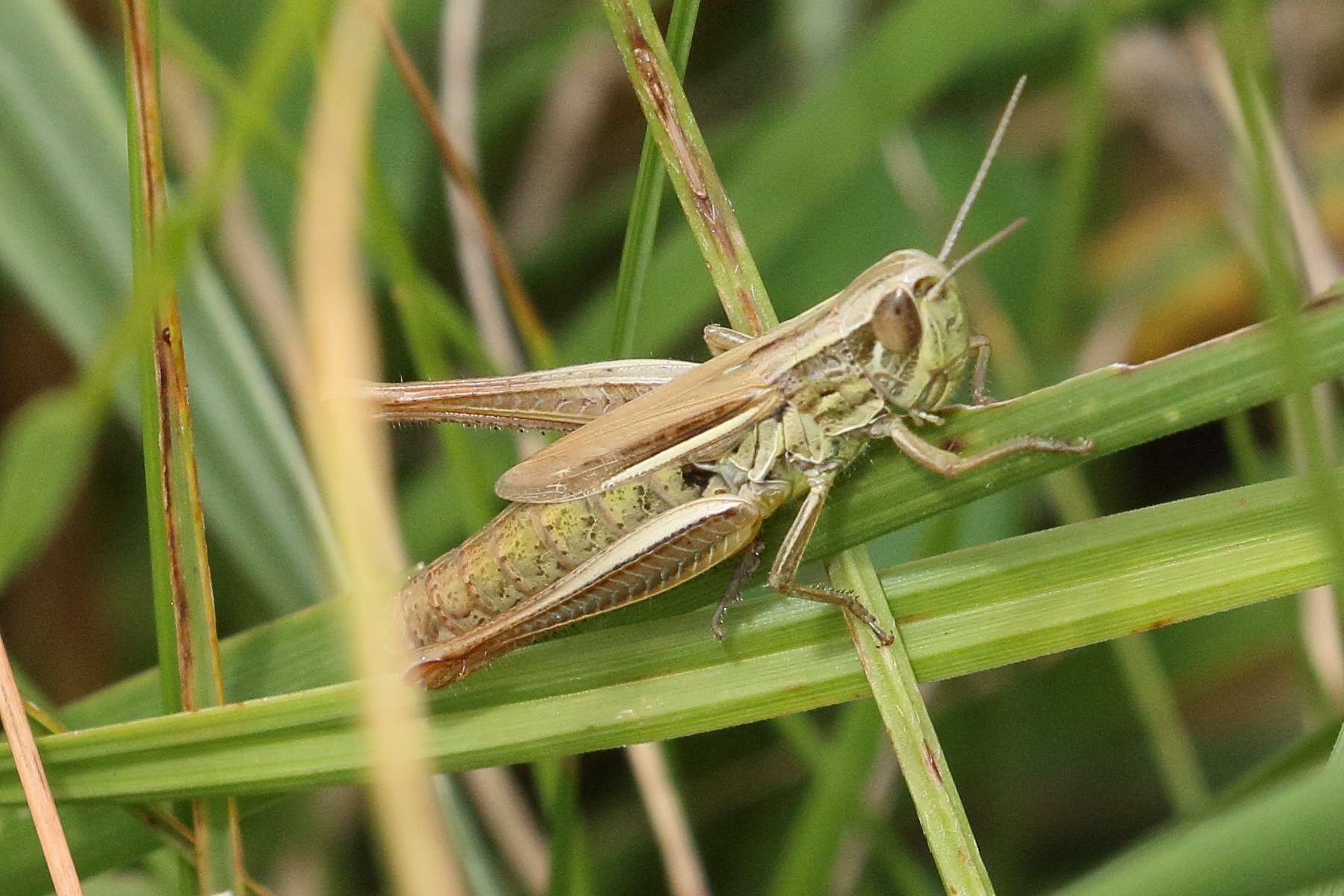 chorthippus_albomarginatus6bd