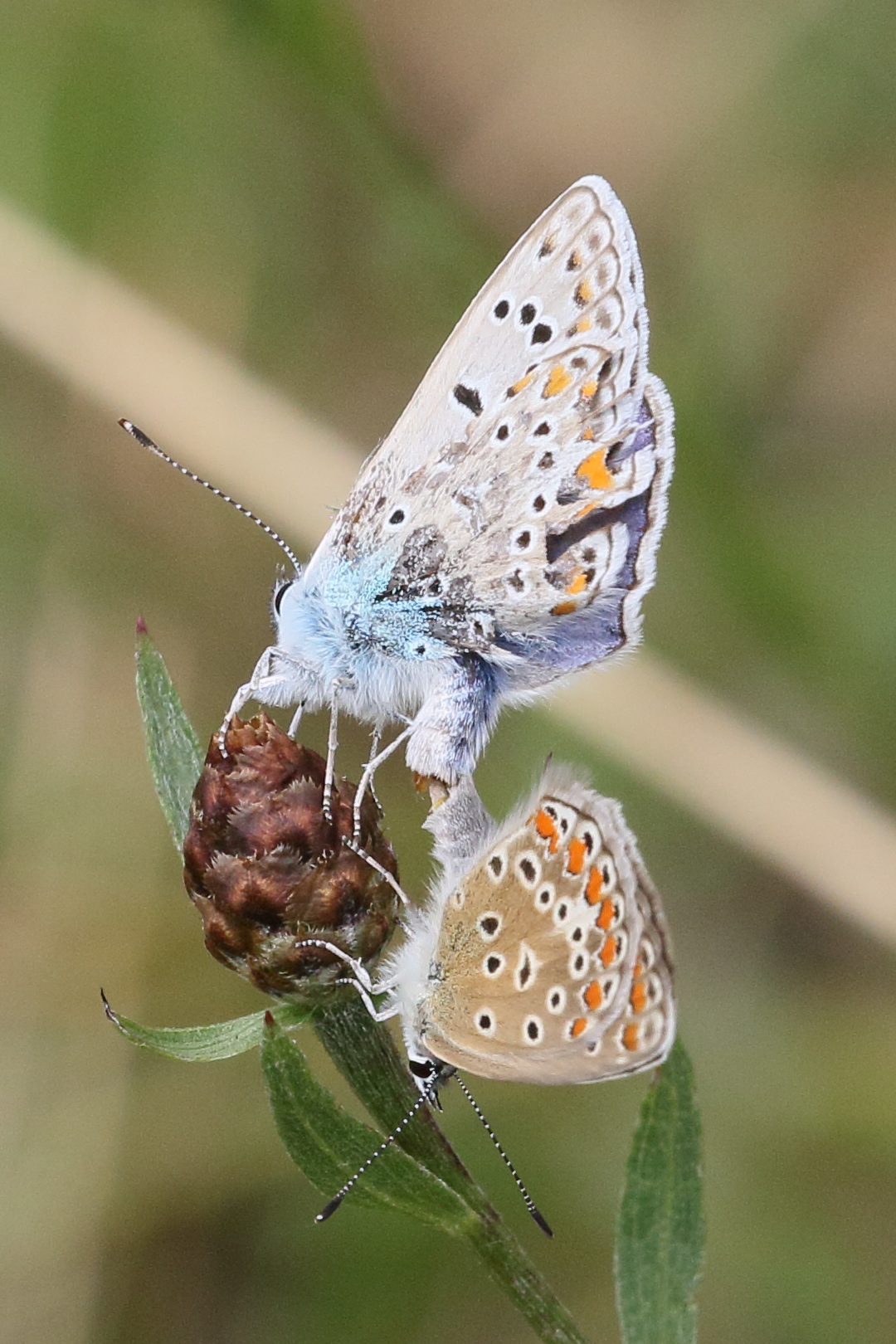polyommatus_icarus11bd