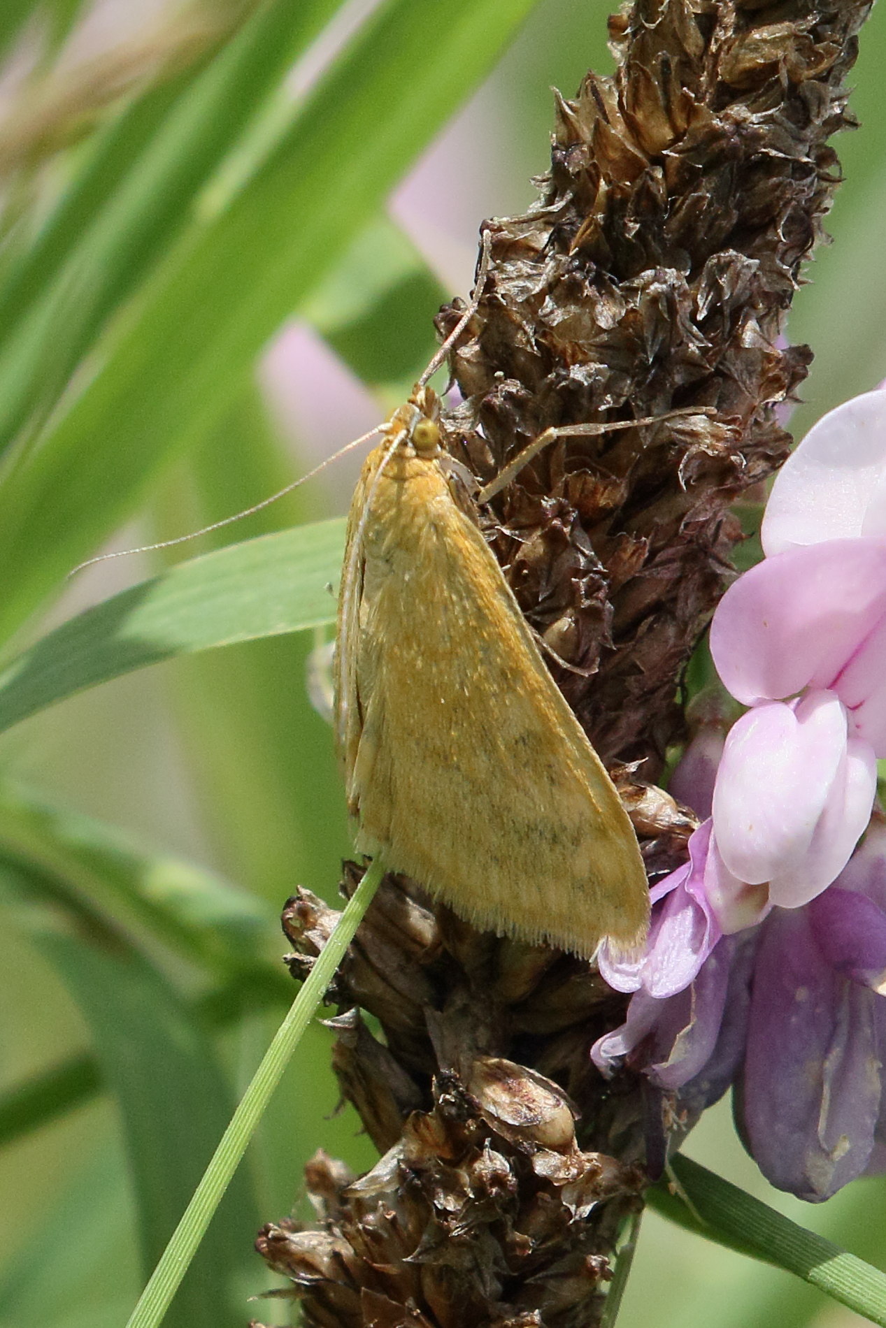 sitochroa_verticalis2bd