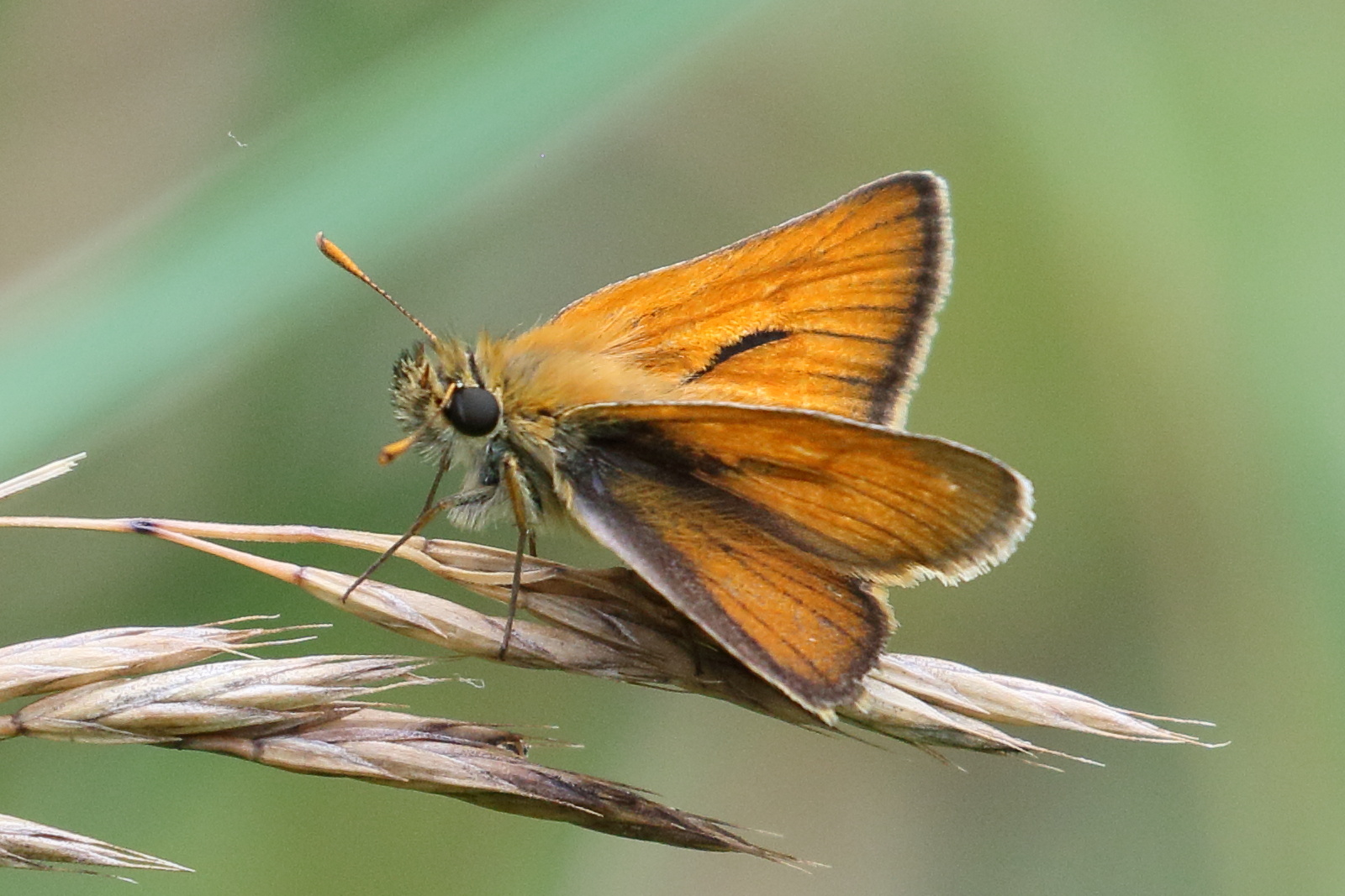 Afficher le média thymelicus_sylvestris6bd thymelicus_sylvestris6bd