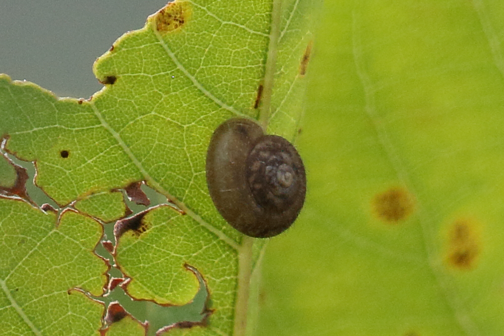 trochulus_hispidus4bd