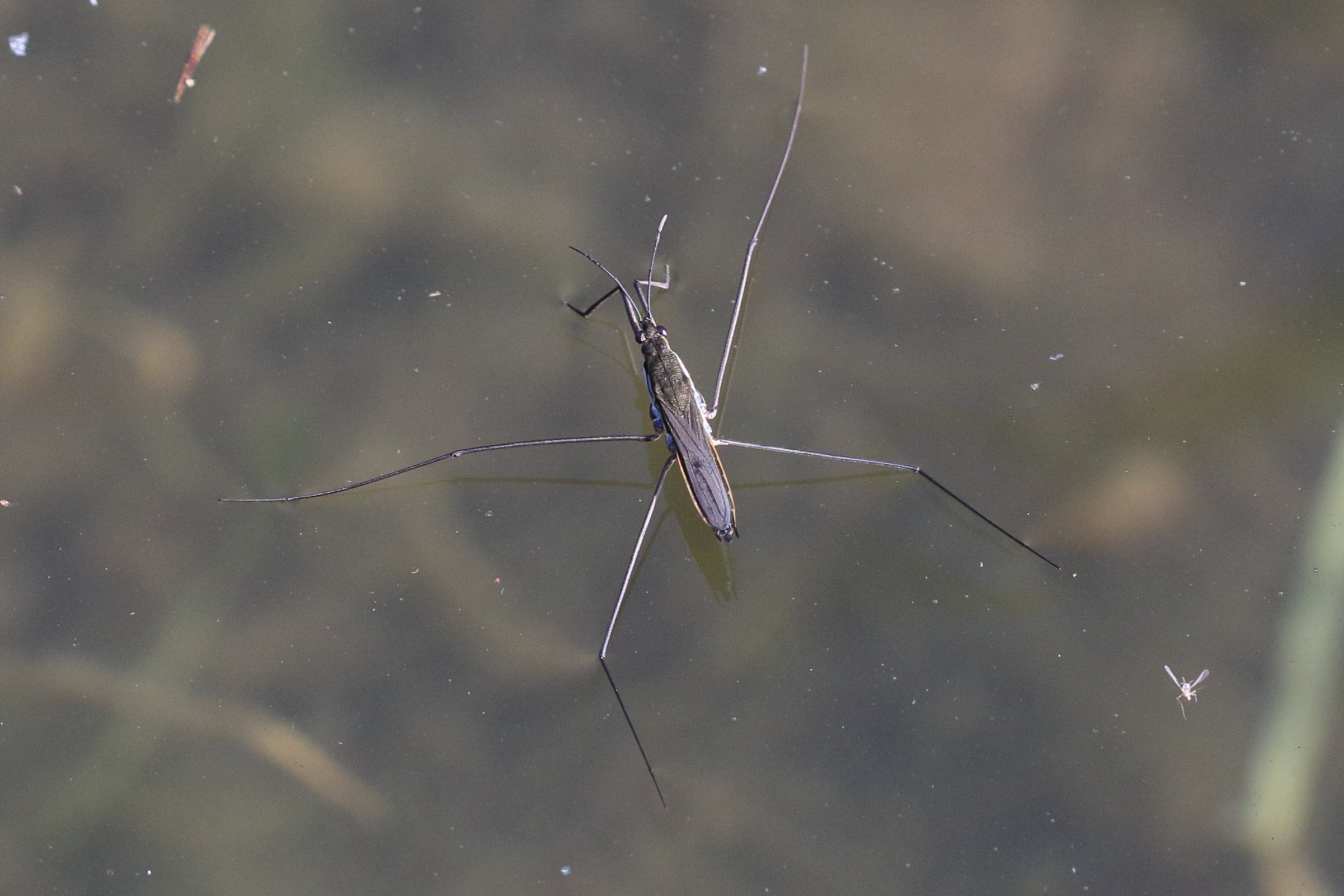 aquarius_paludosus5md