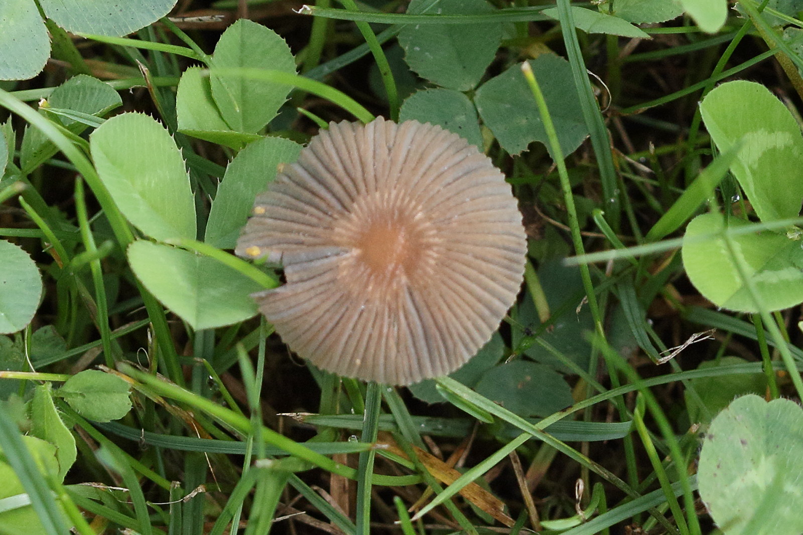 Afficher le média parasola_plicatilis3md parasola_plicatilis3md
