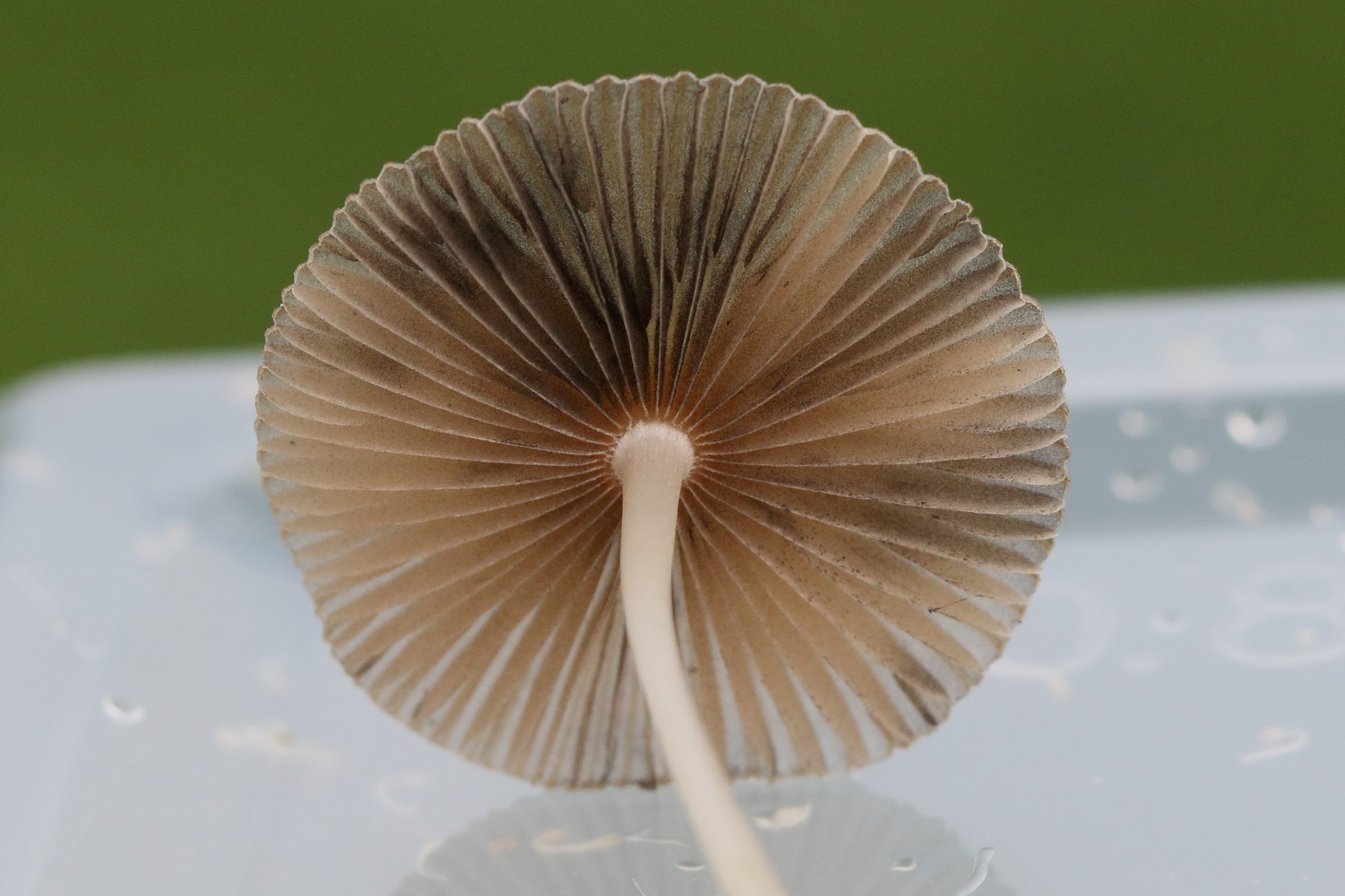 Afficher le média parasola_plicatilis4md parasola_plicatilis4md