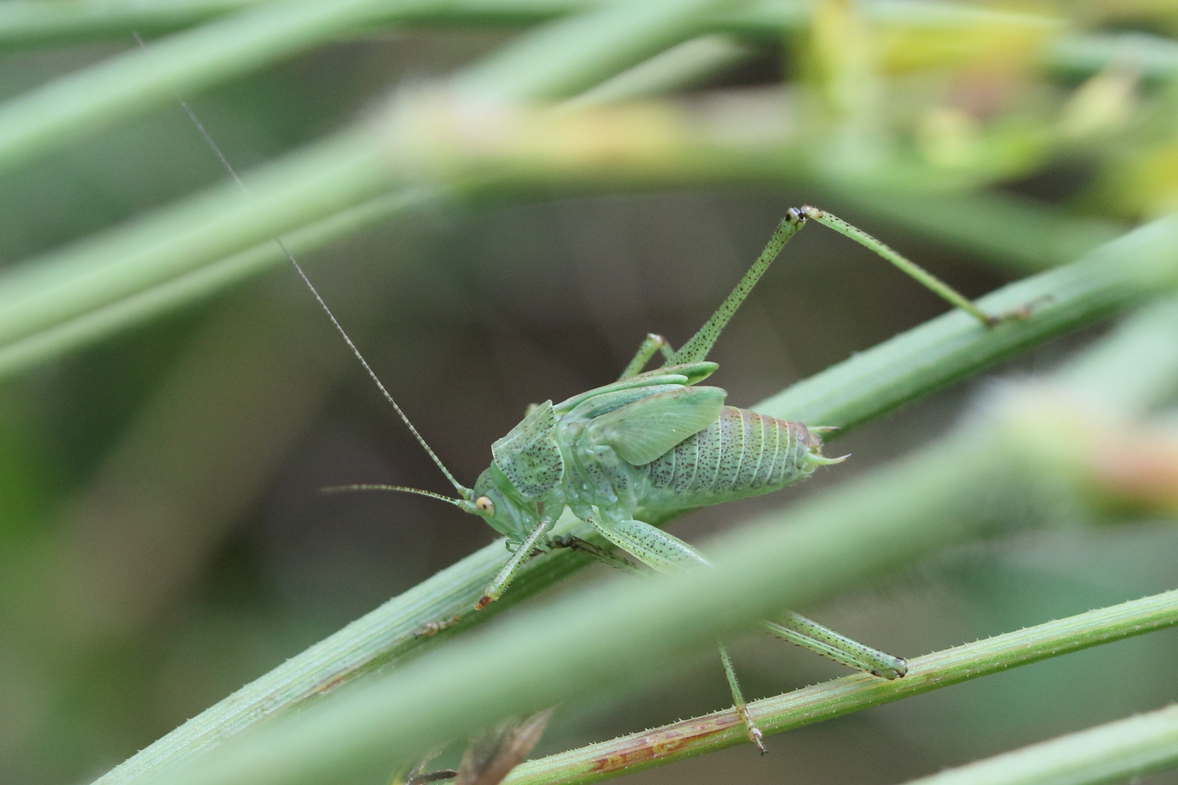 phaneroptera_falcata5md