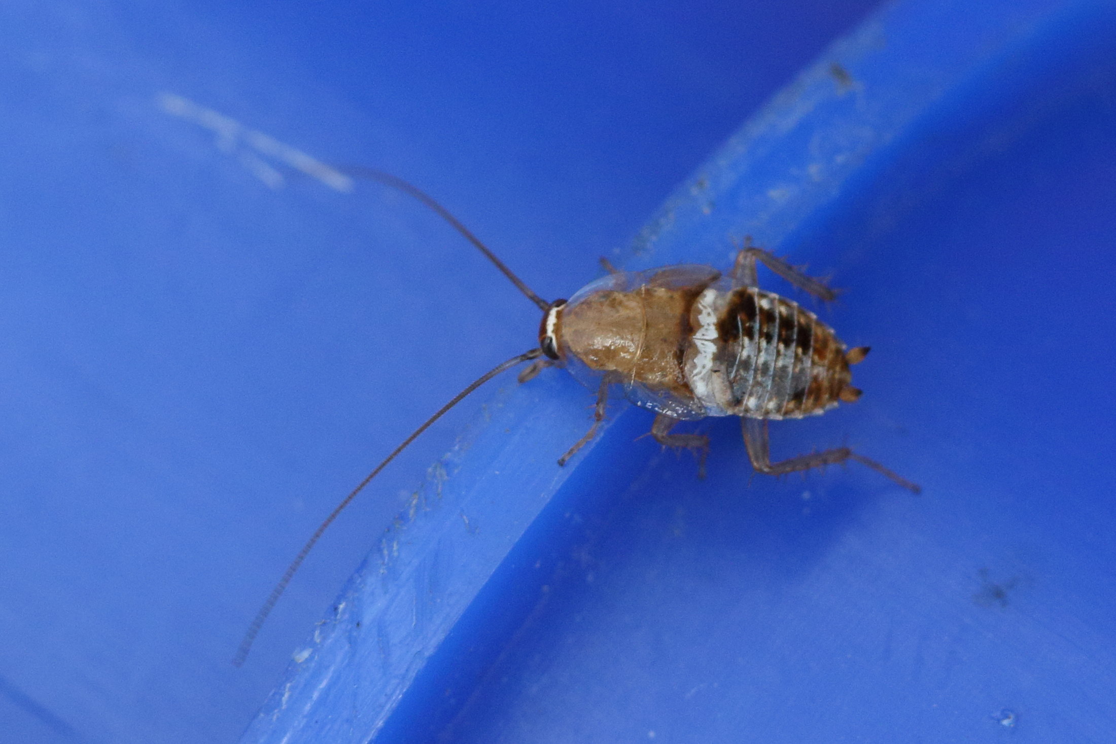 Afficher le média planuncus_vinzi2md planuncus_vinzi2md