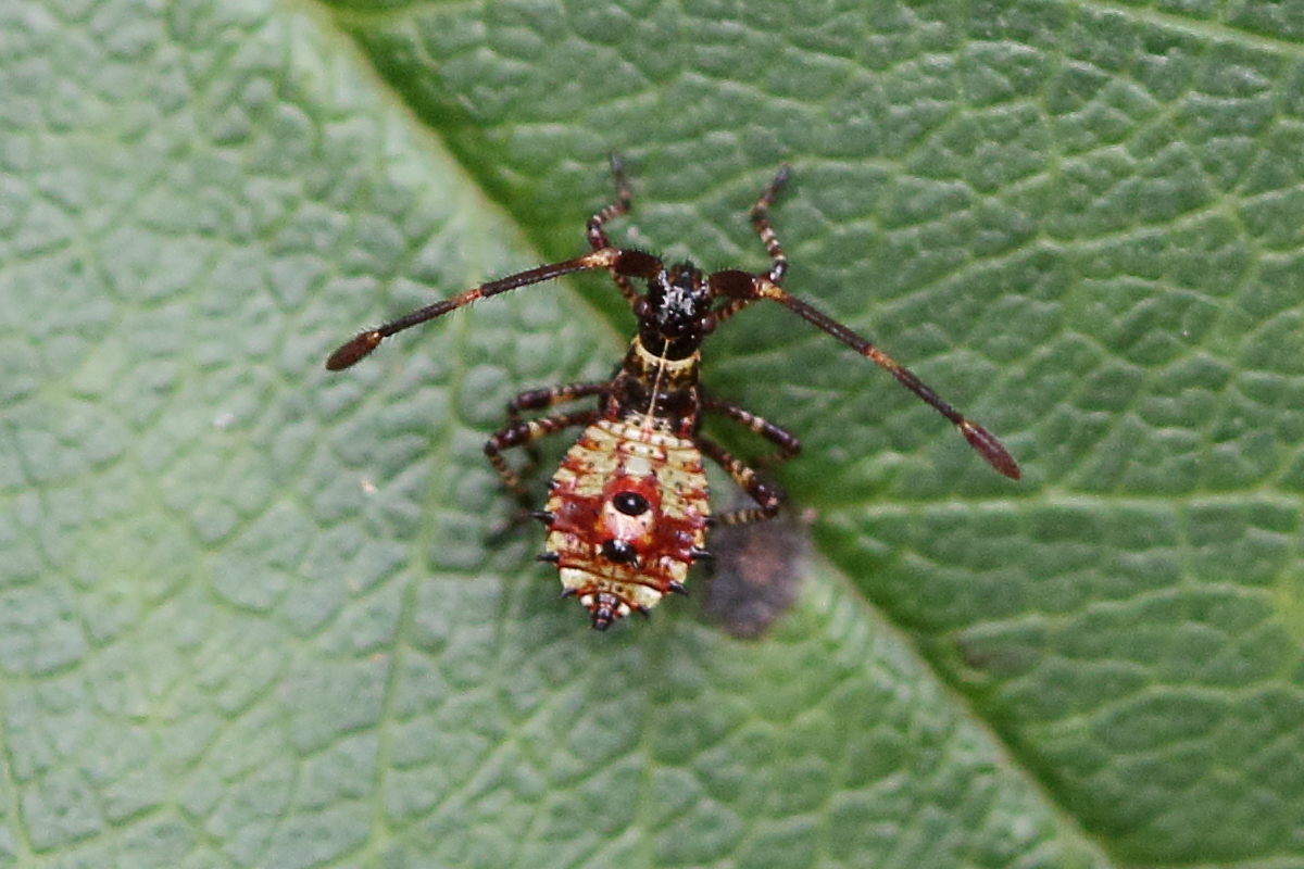 coreus_marginatus12md