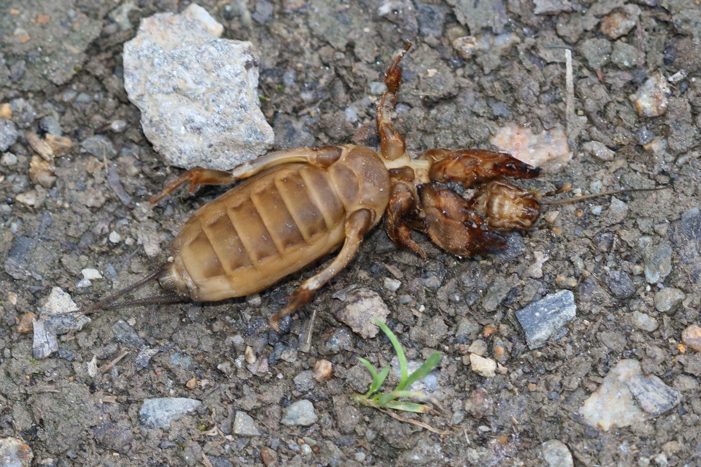 gryllotalpa_gryllotalpa4md