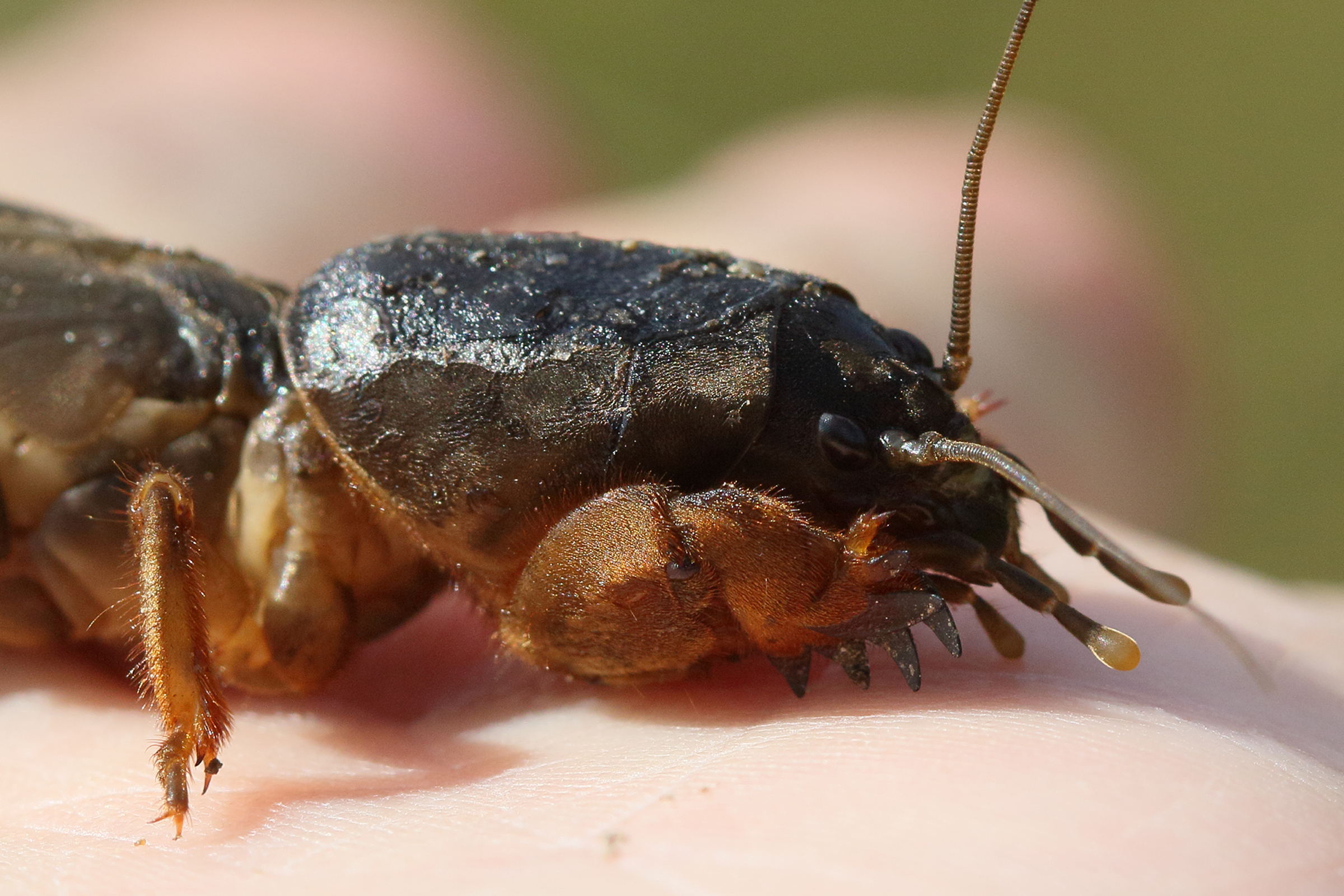 gryllotalpa_gryllotalpa5md