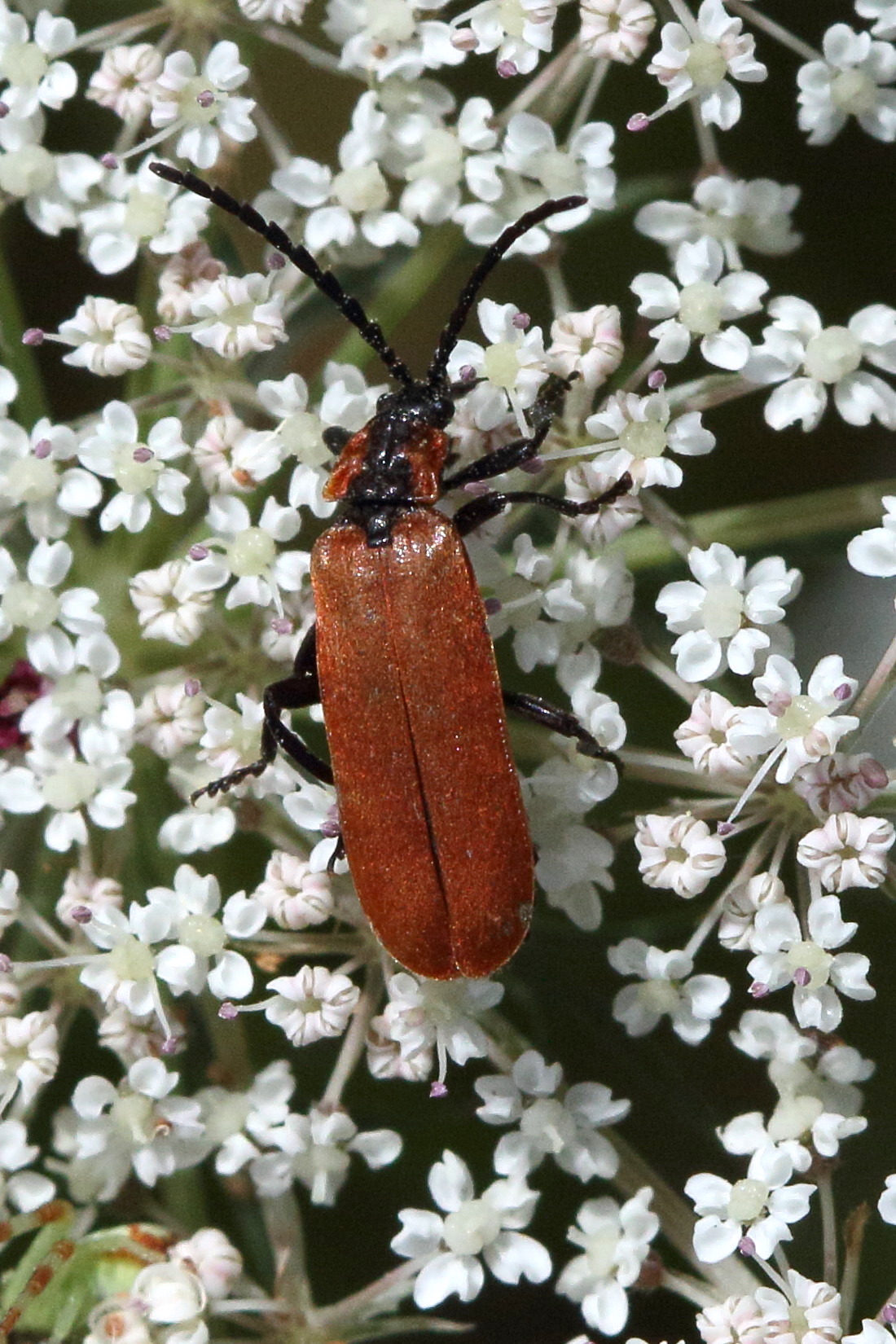 lygistopterus_sanguineus3md