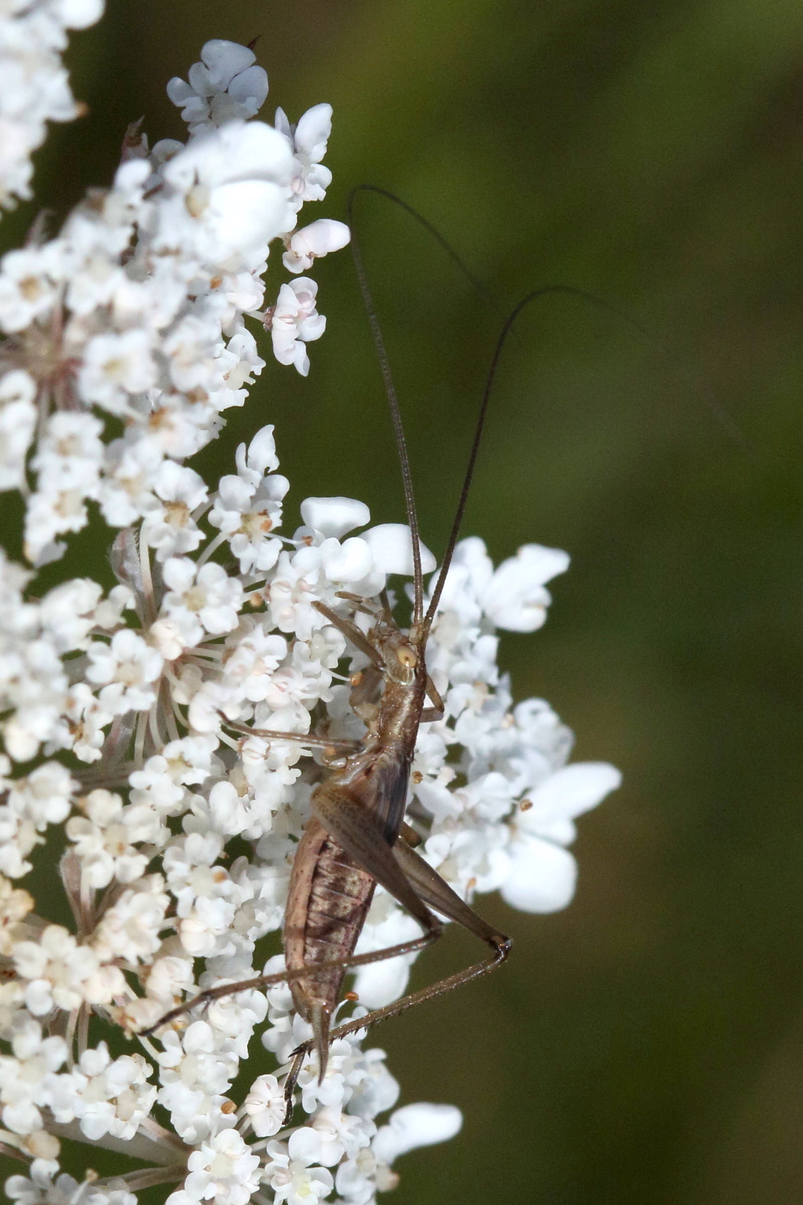 Afficher le média oecanthus_pellucens3md oecanthus_pellucens3md