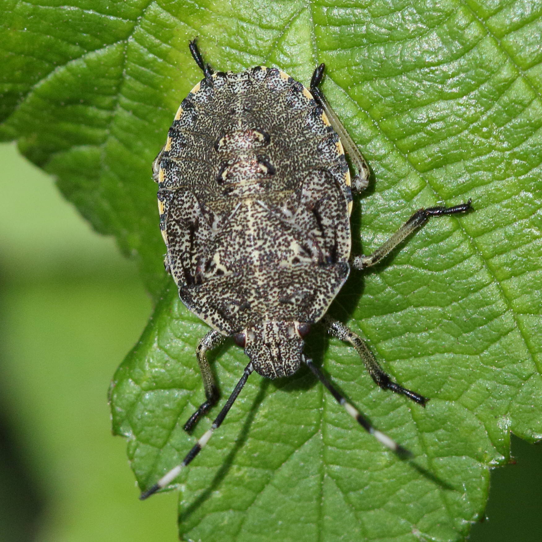 rhaphigaster_nebulosa9md