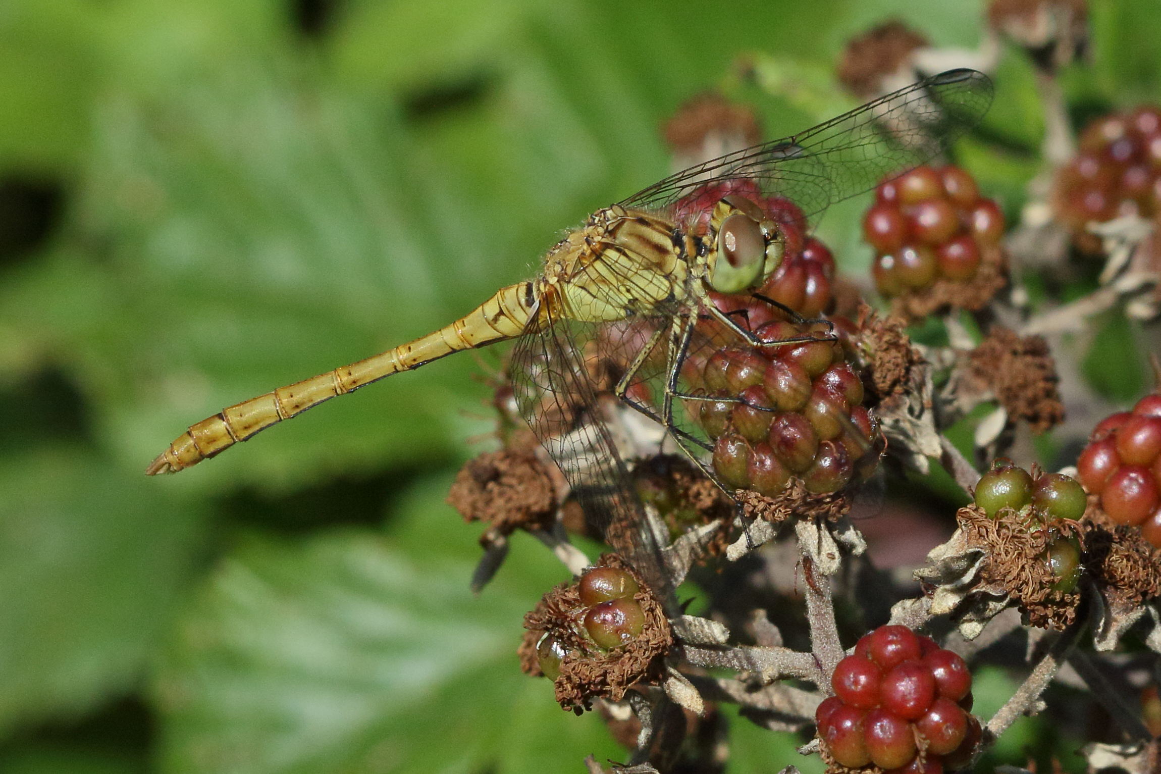 Afficher le média sympetrum_meridionale3md sympetrum_meridionale3md