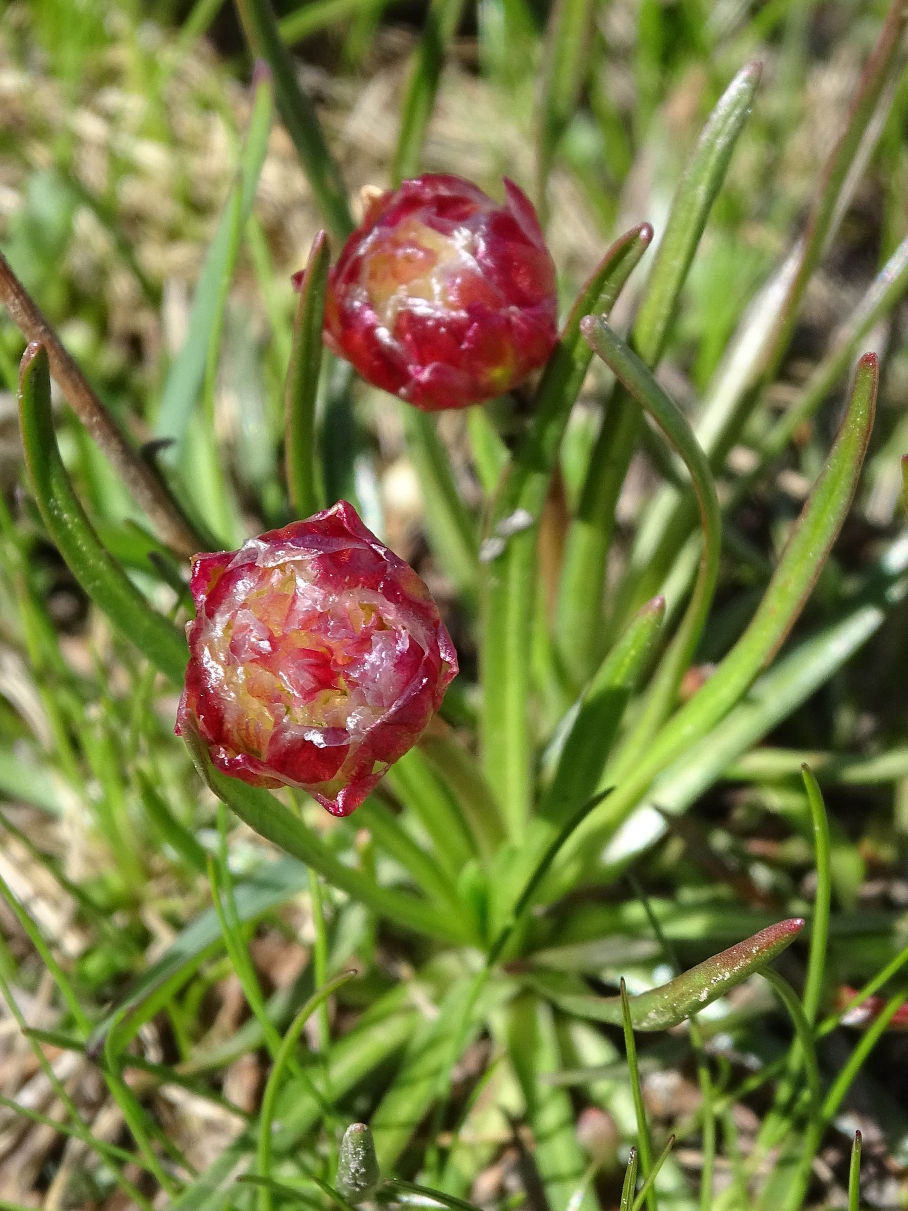 Afficher le média armeria_alpina7mv armeria_alpina7mv