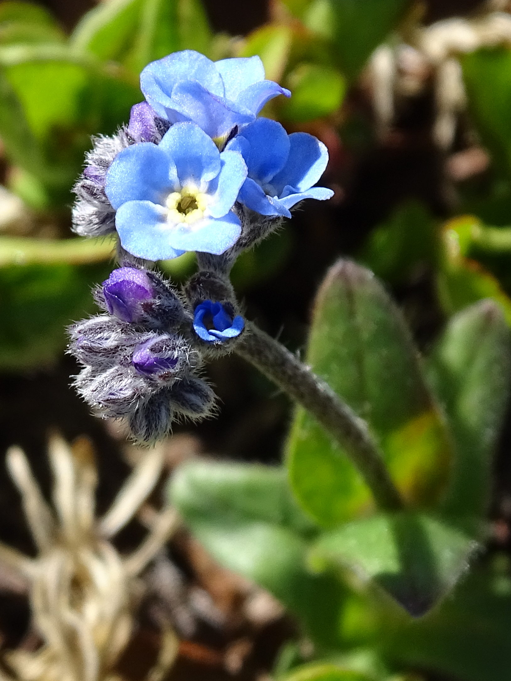 myosotis_alpestris4mv