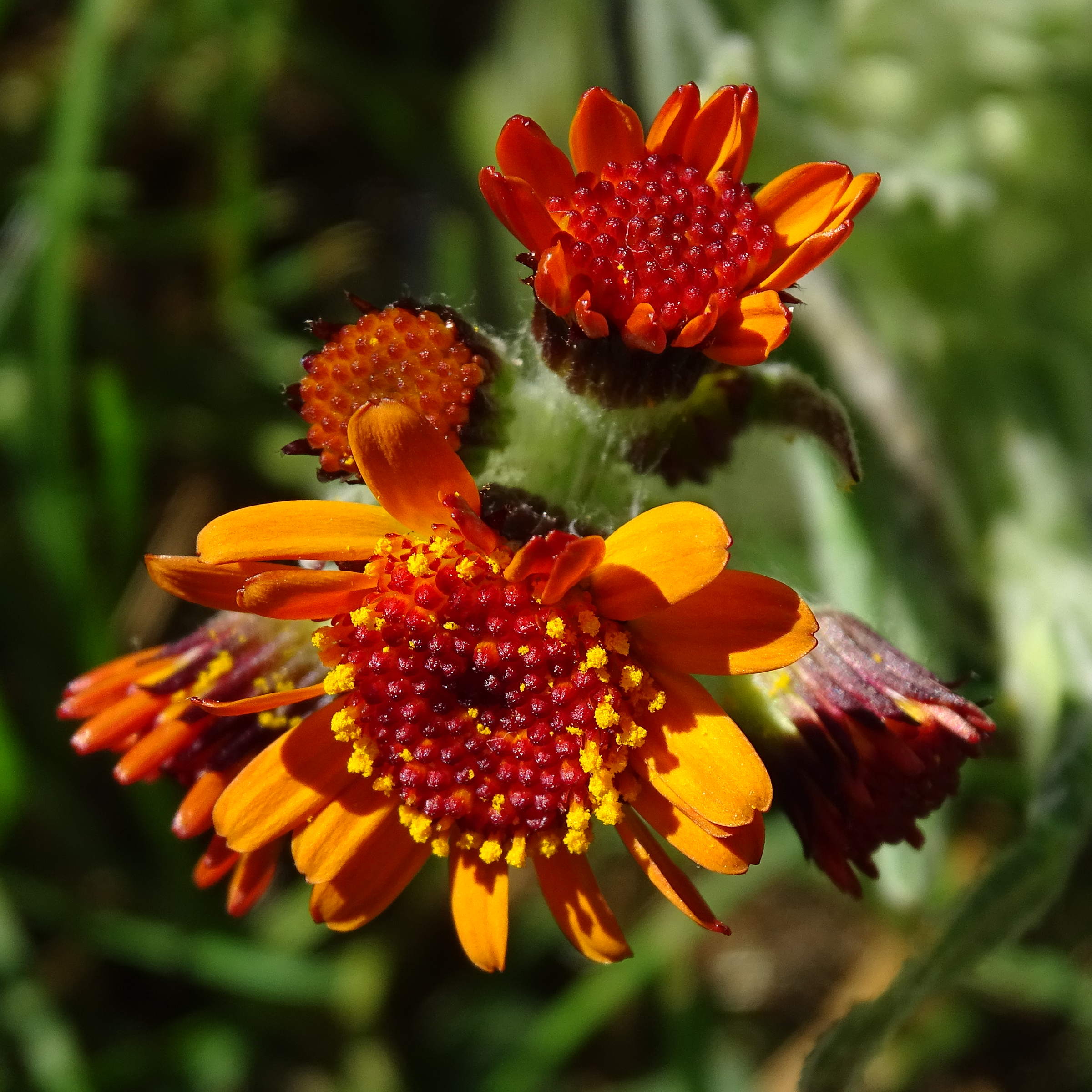 Afficher le média tephroseris_integrifolia_capitata3mv tephroseris_integrifolia_capitata3mv