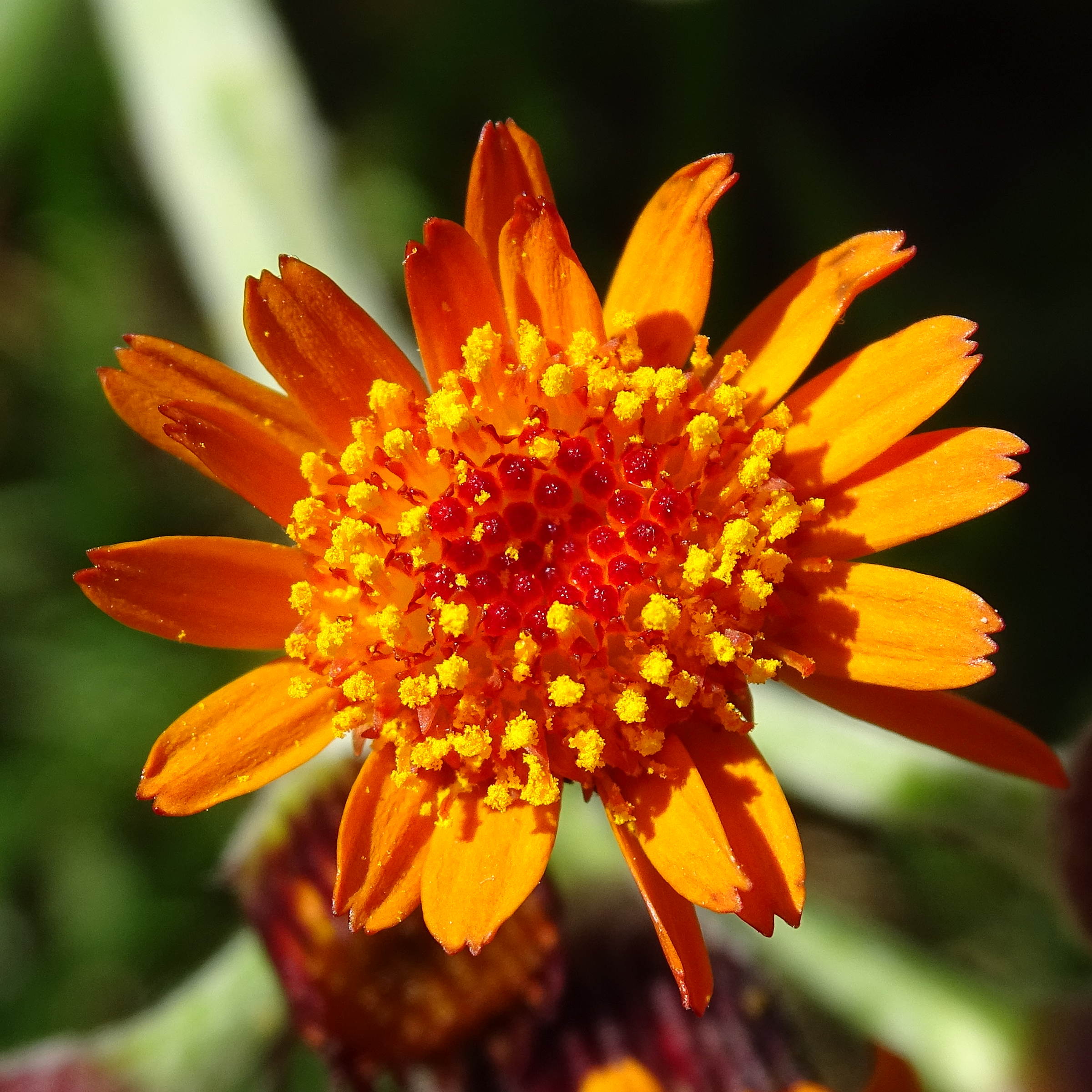 Afficher le média tephroseris_integrifolia_capitata4mv tephroseris_integrifolia_capitata4mv