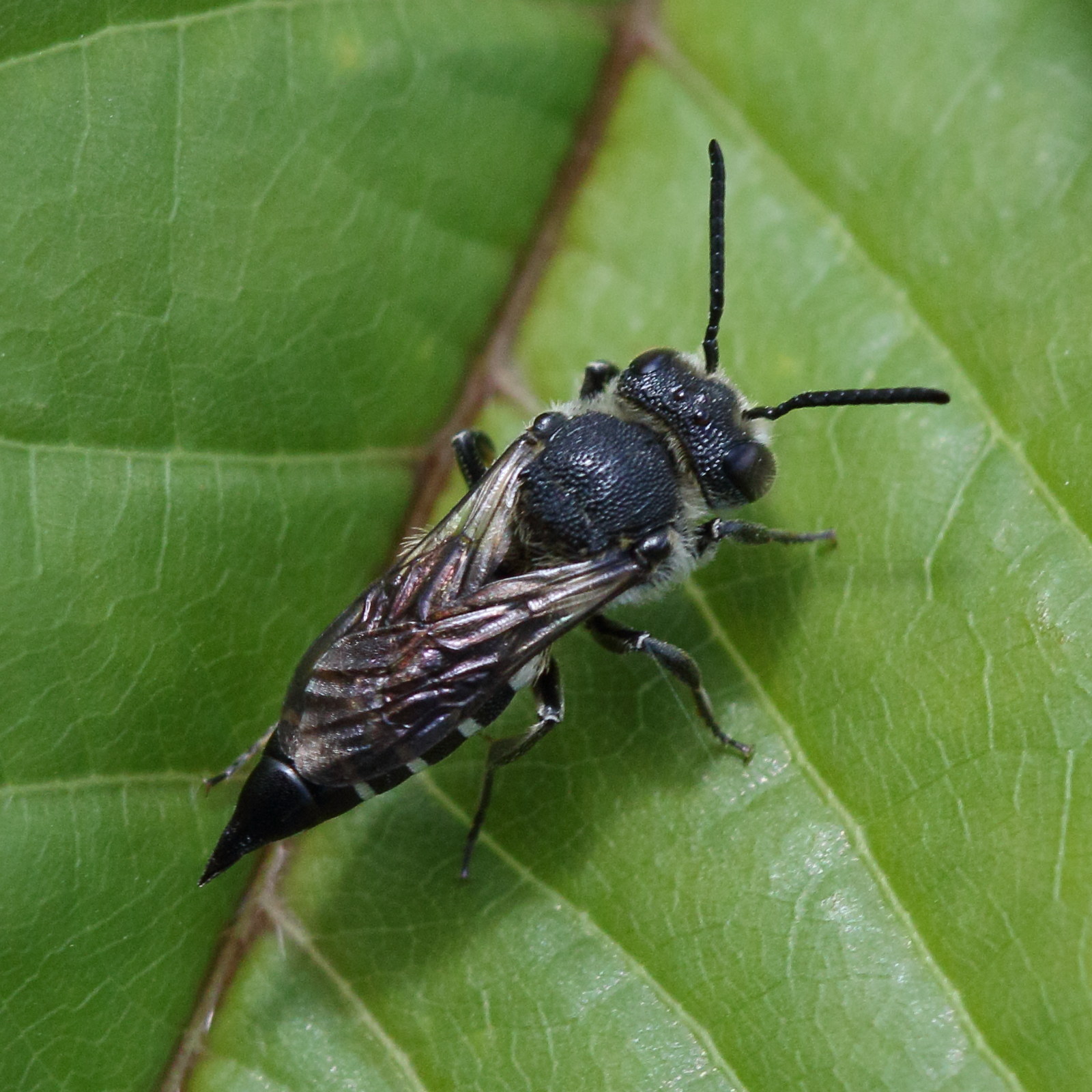 coelioxys_elongata1md