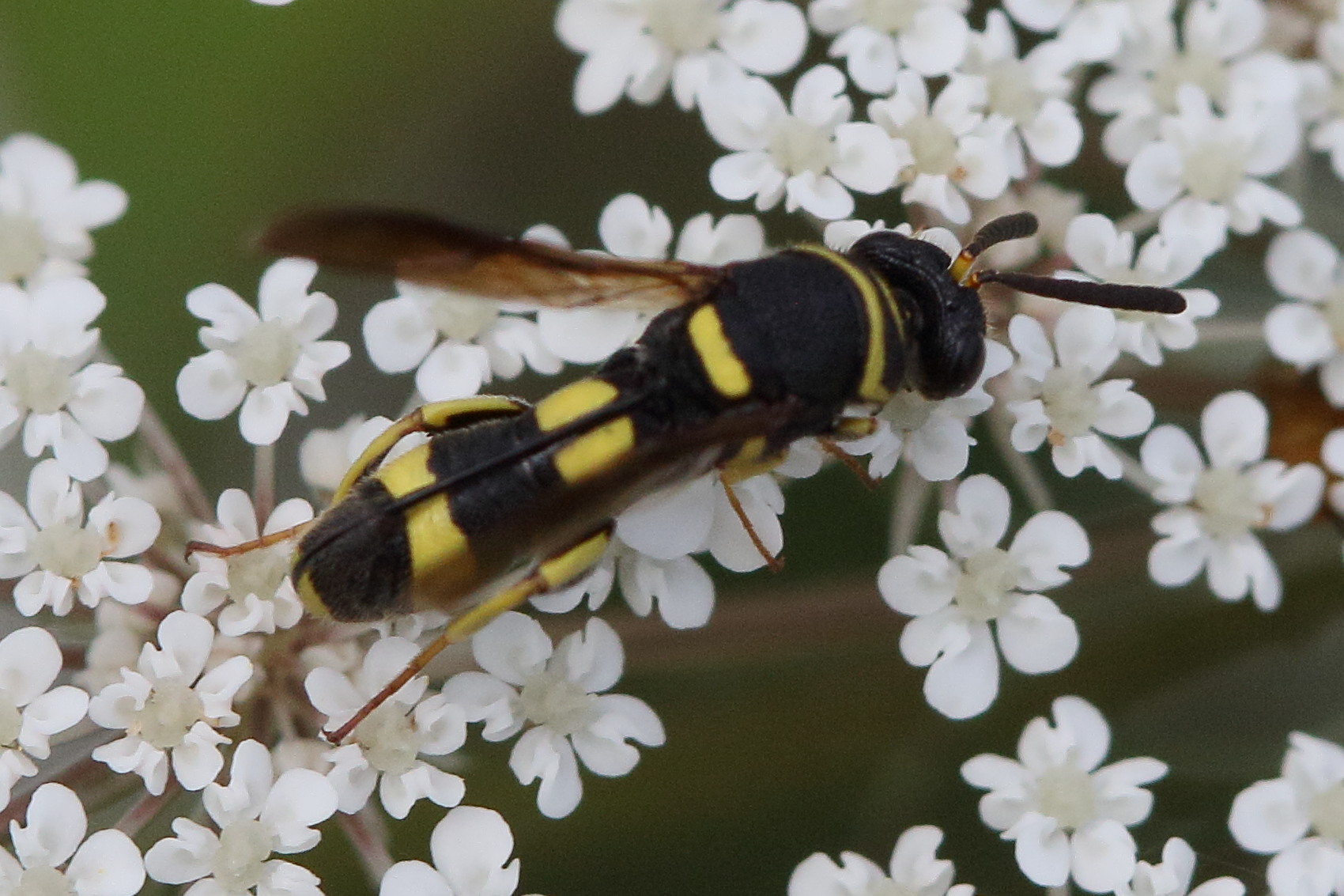 leucospis_dorsigera1md