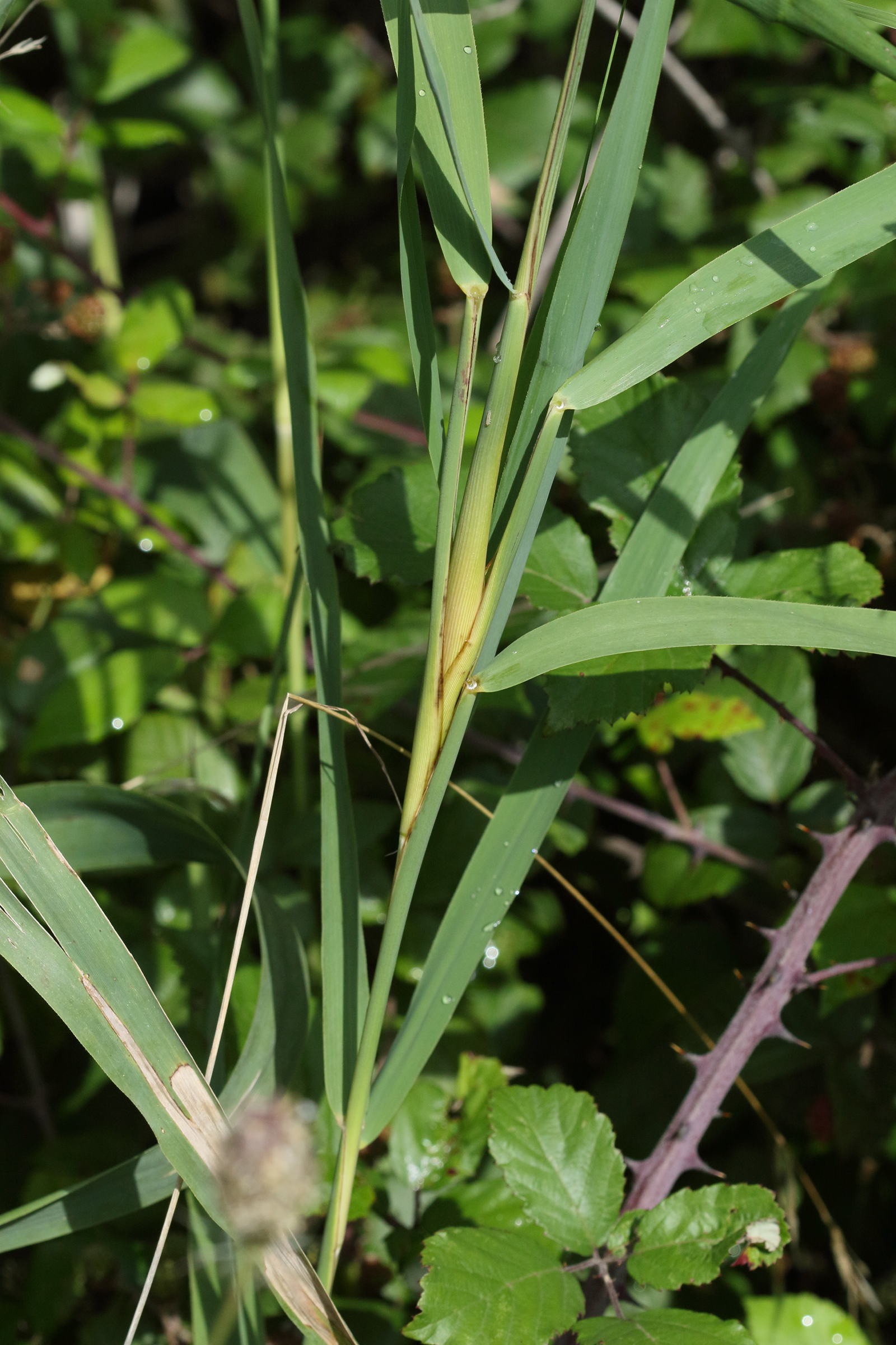 lipara_lucens_galle1md