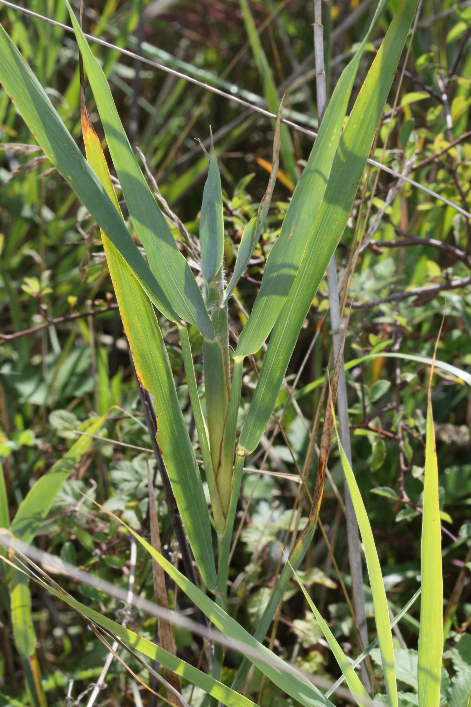 lipara_lucens_galle2md