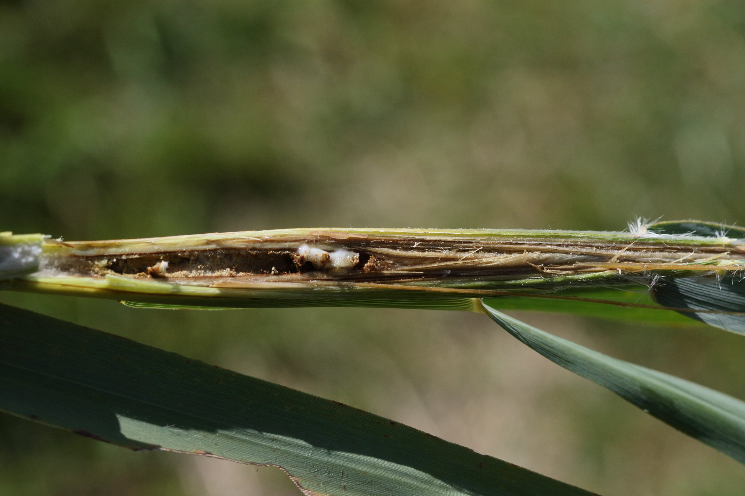 lipara_lucens_galle3md